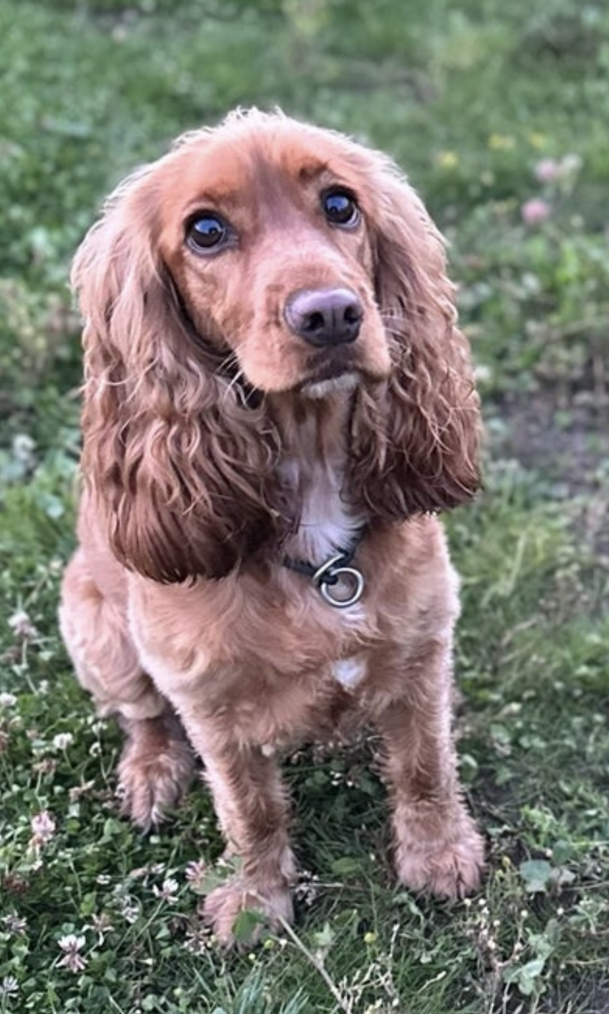 Initial Behaviour Consultation