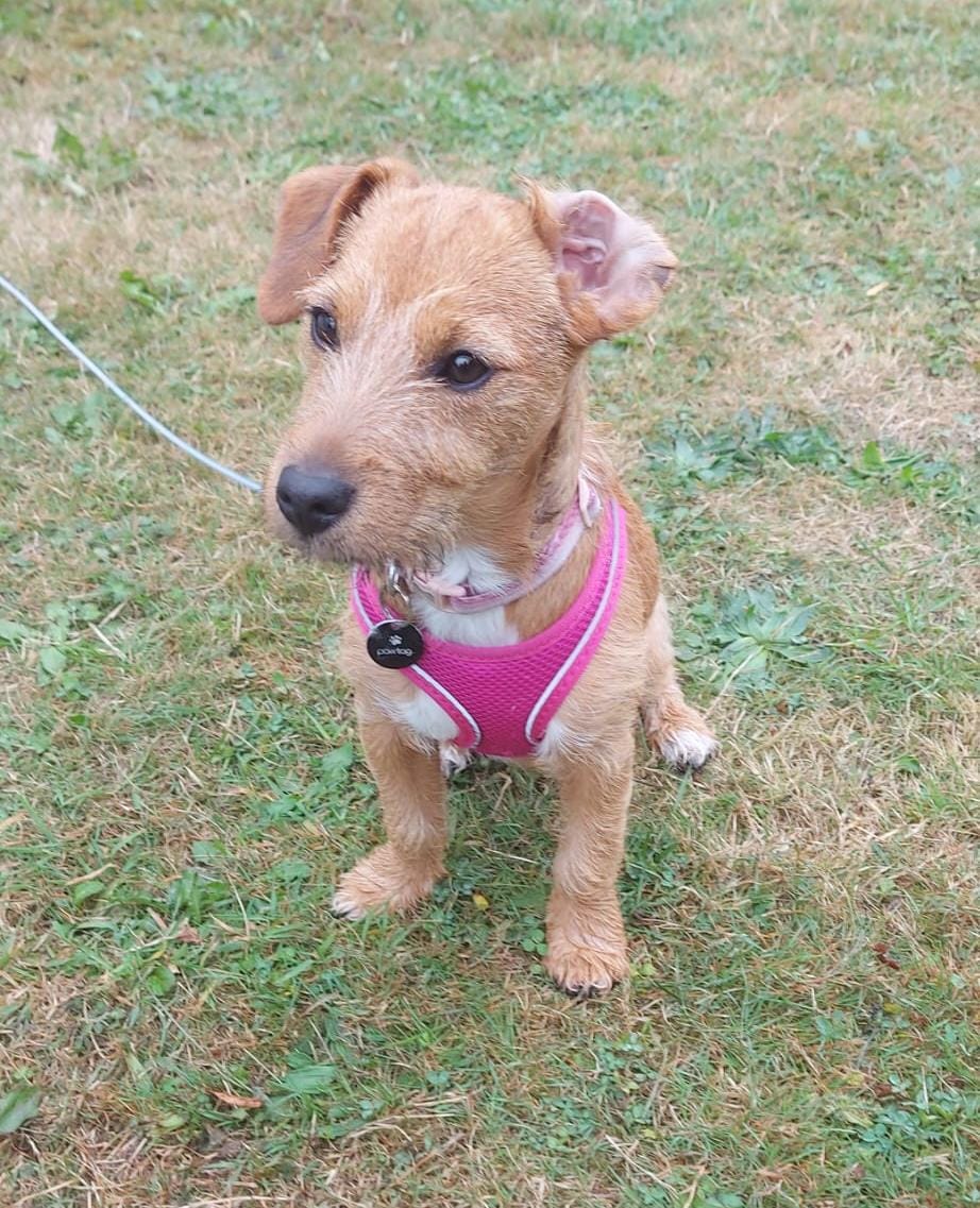 The Paw-sitive Puppy 