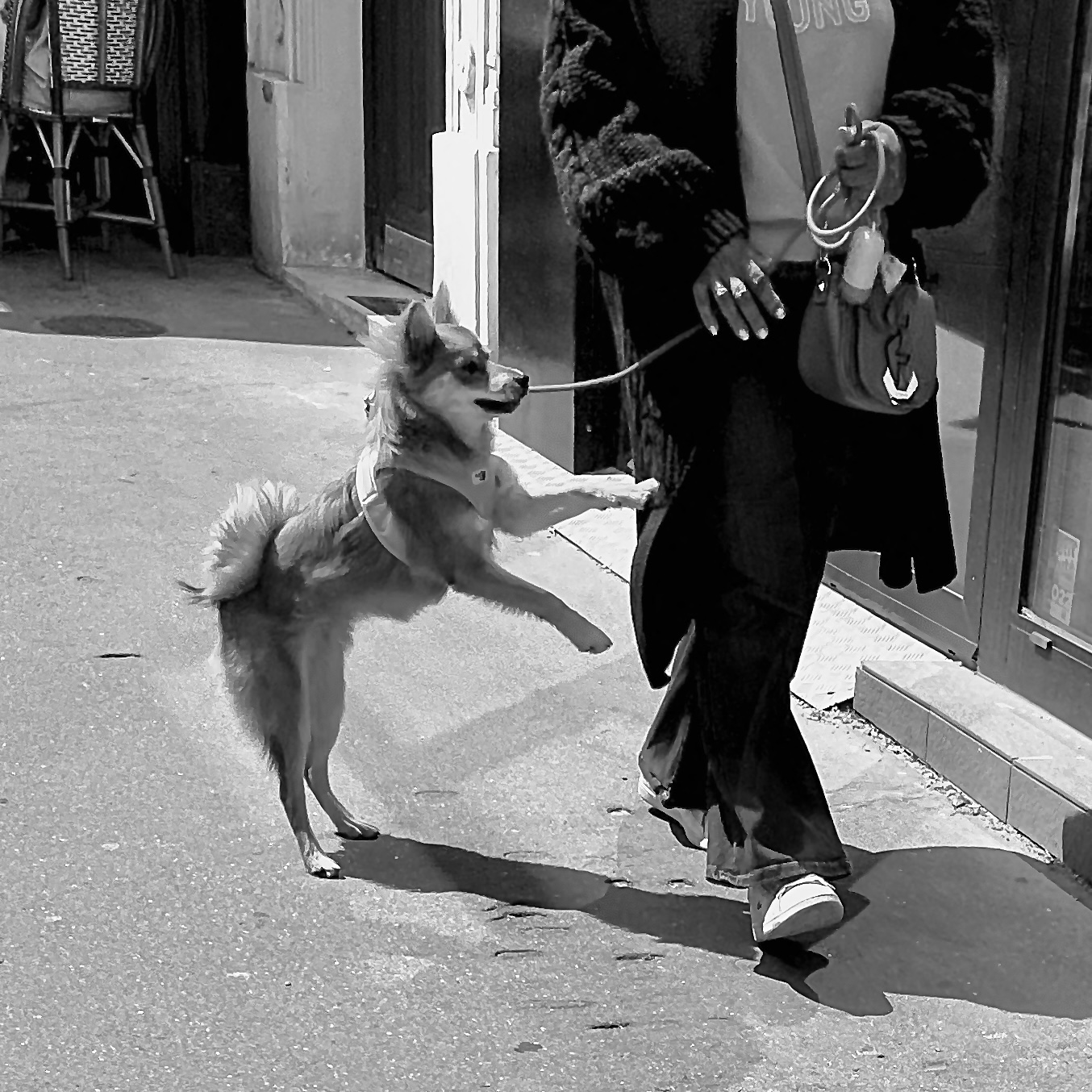 Ce chien n'est pas un husky !