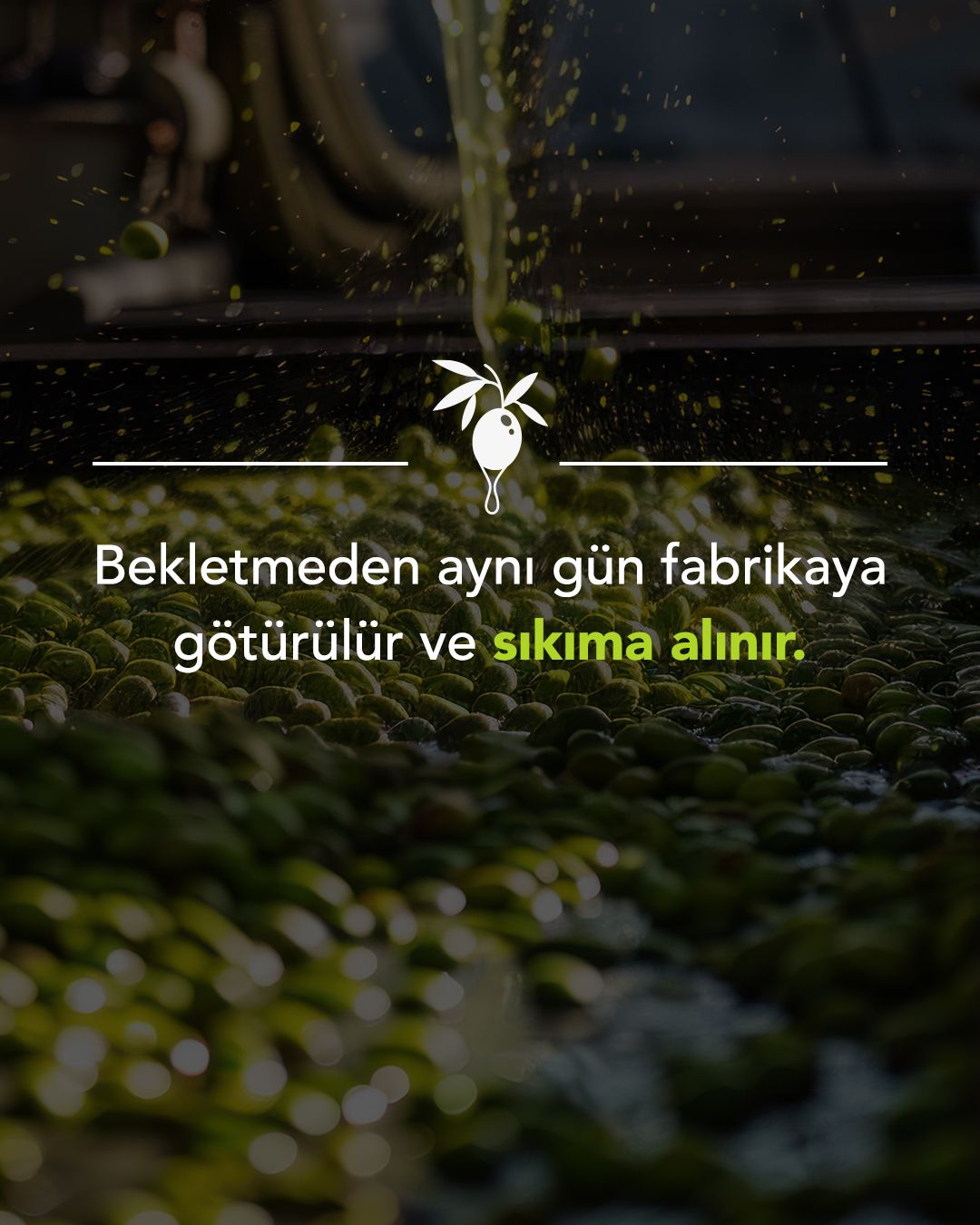 750 ml Erken Hasat Zeytinyağı