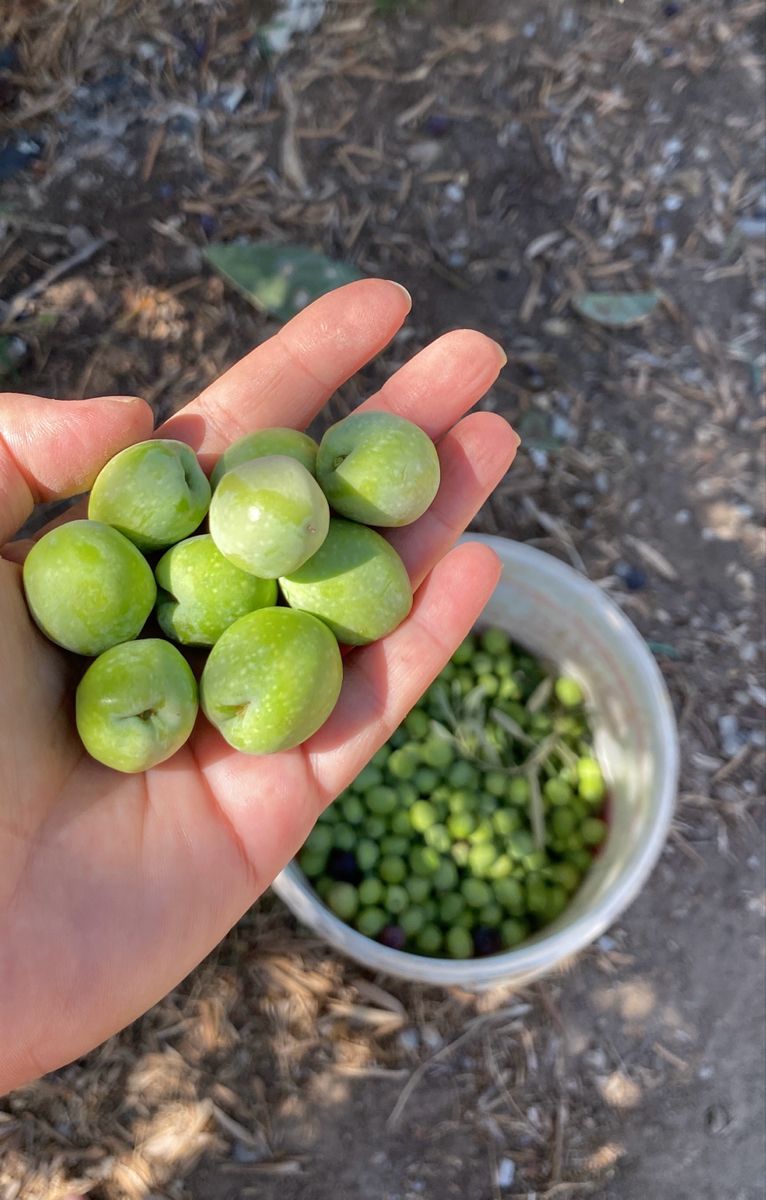 5 Lt Erken  Hasat Zeytinyağı 