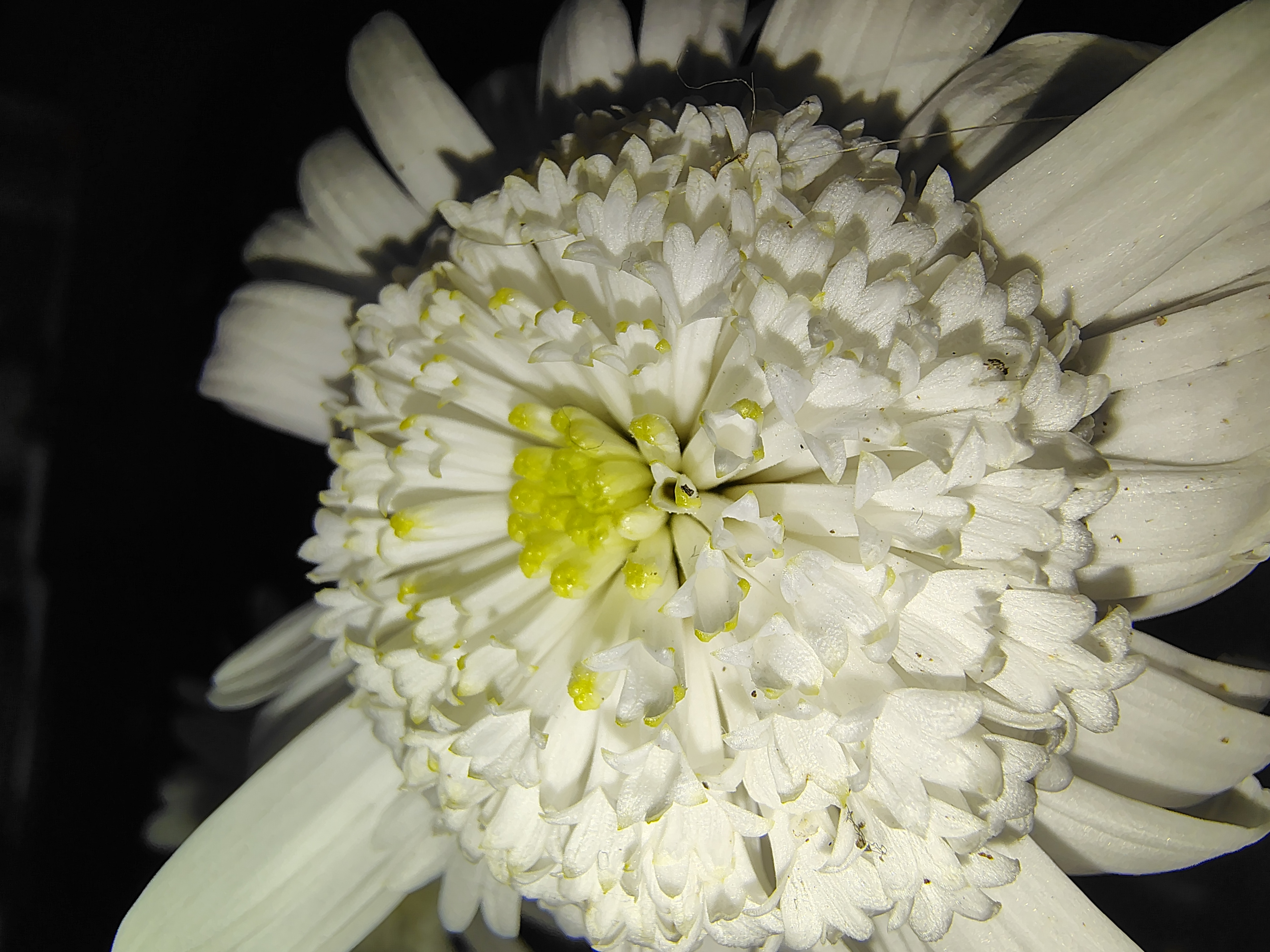 YANOI #1 - White Chrysanthemum Flower