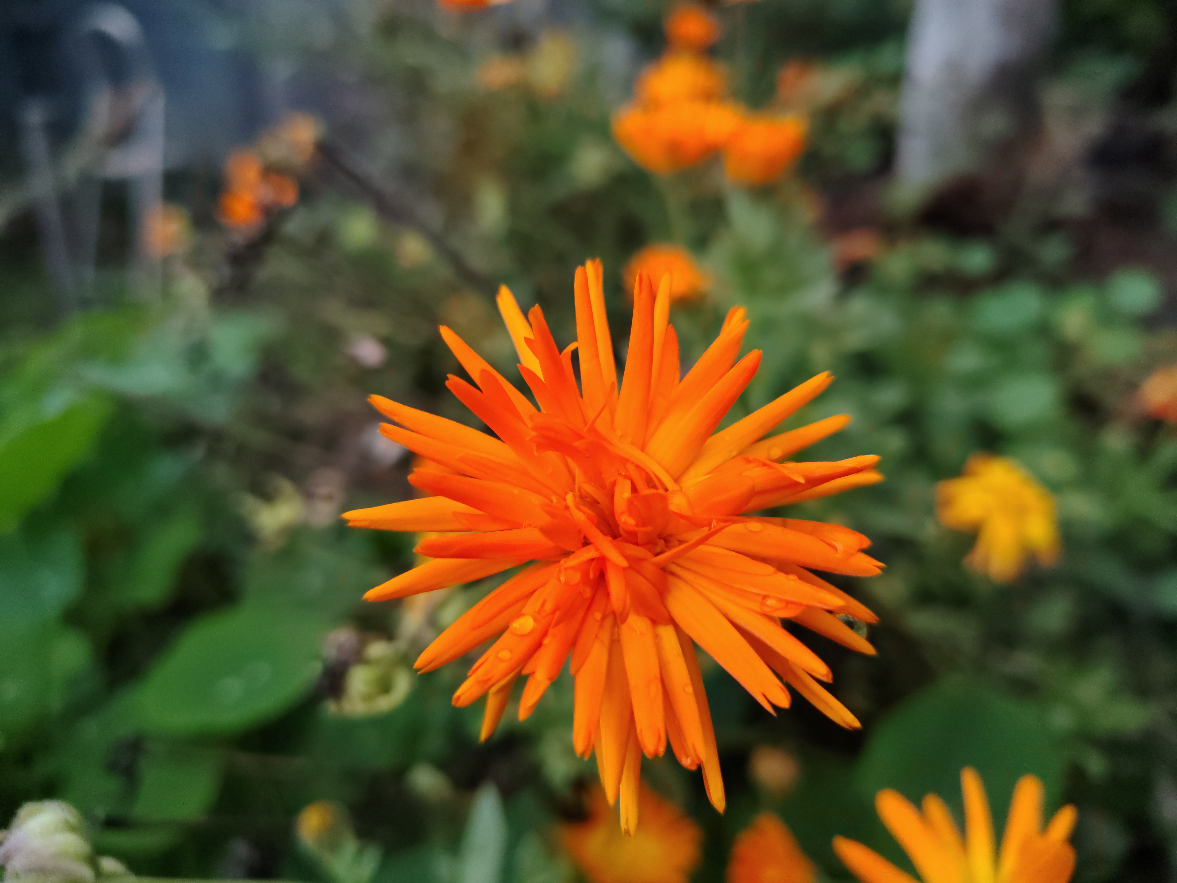 Still moments #1 - Orange Marigold Flower