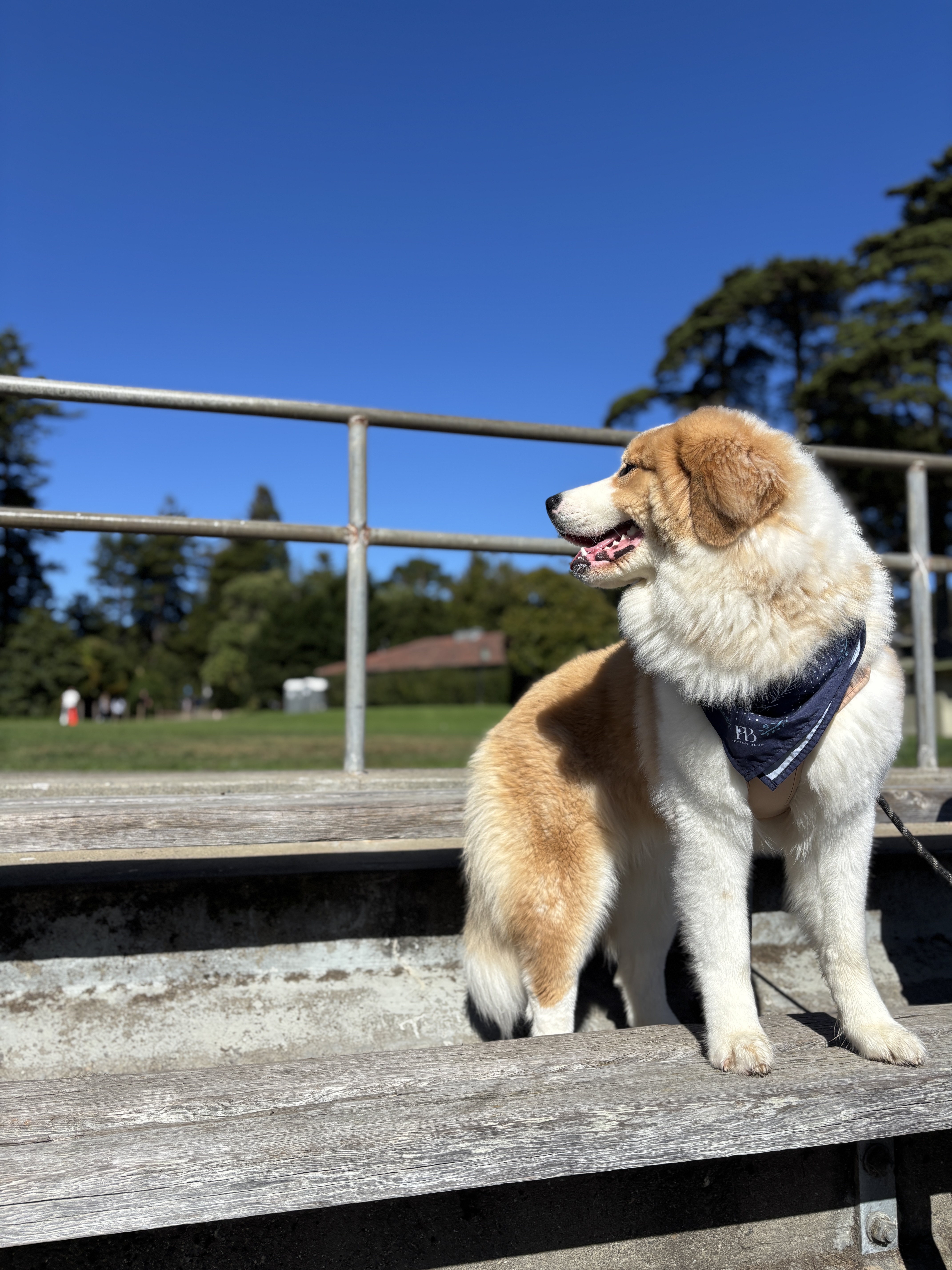 Whispered Tracks Bandana