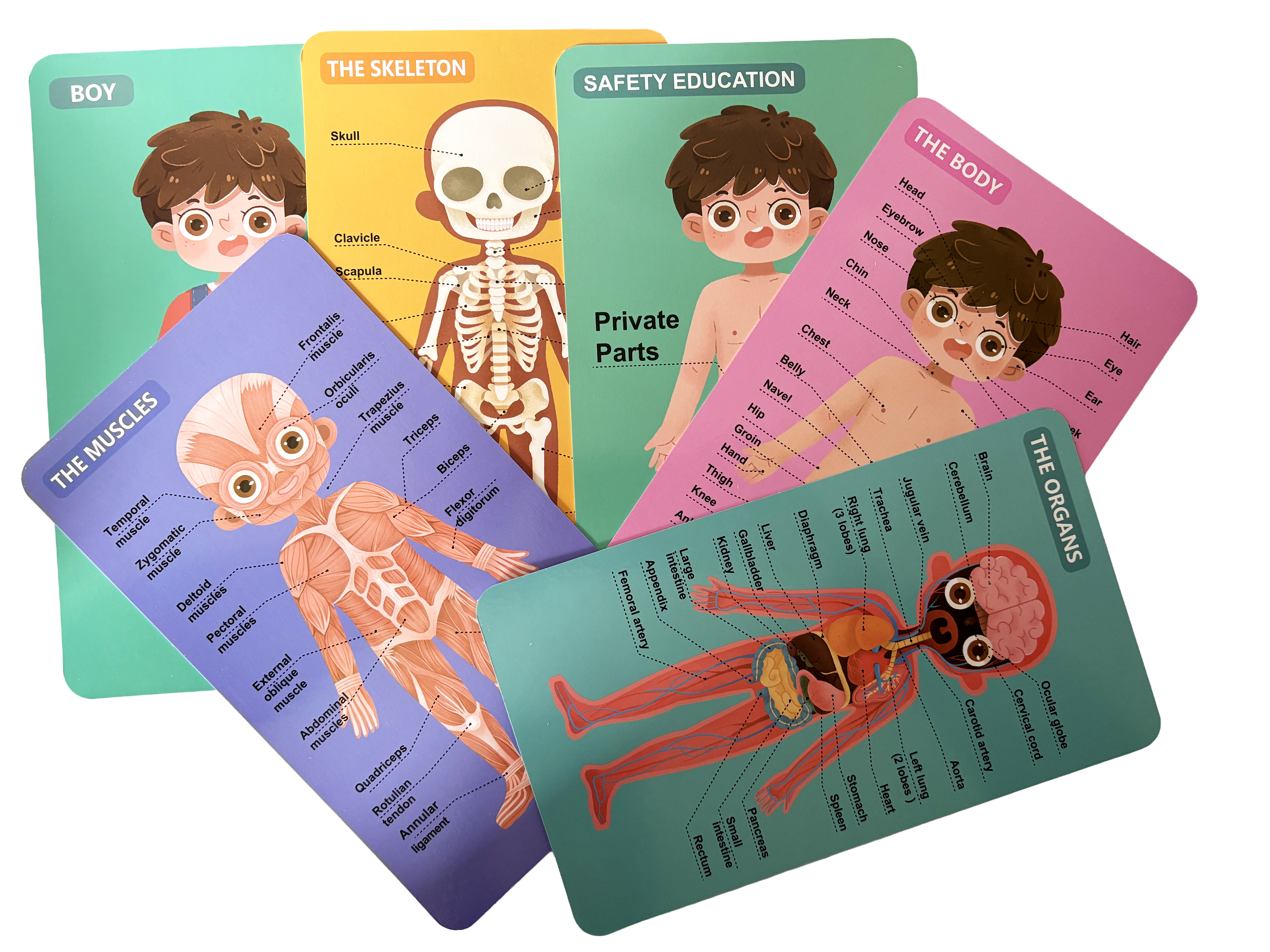 Rompecabezas Educativo del Cuerpo Humano - Version Niño