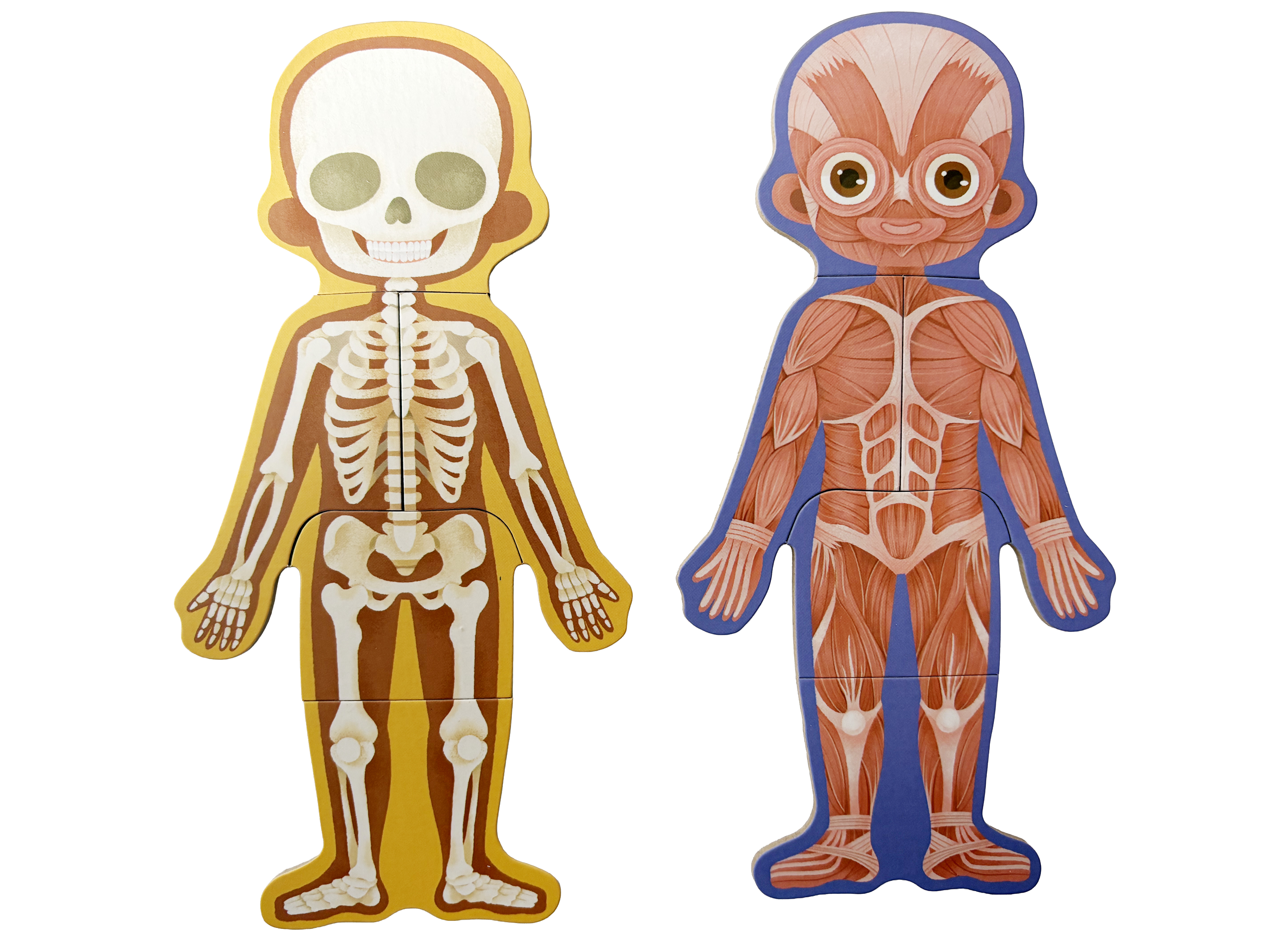 Rompecabezas Educativo del Cuerpo Humano - Version Niño