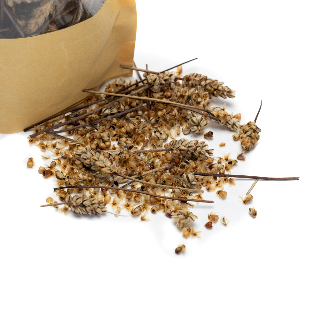 Džiovintas jūrinis gyslotis