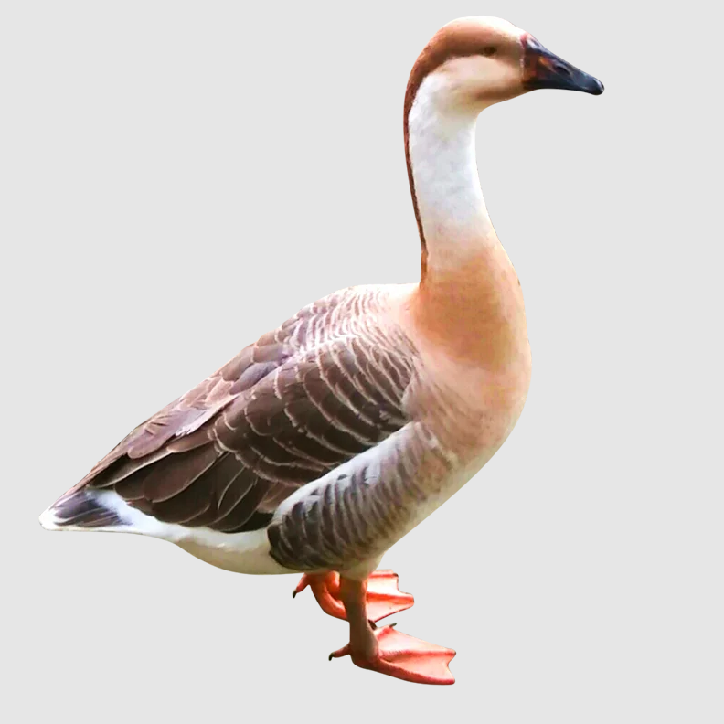 Premium Swan (রাজ হাঁস) – Fresh, Clean & Naturally Raised!