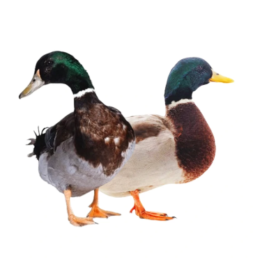 দেশি হাঁস (Deshi Duck) – Ready to Cook