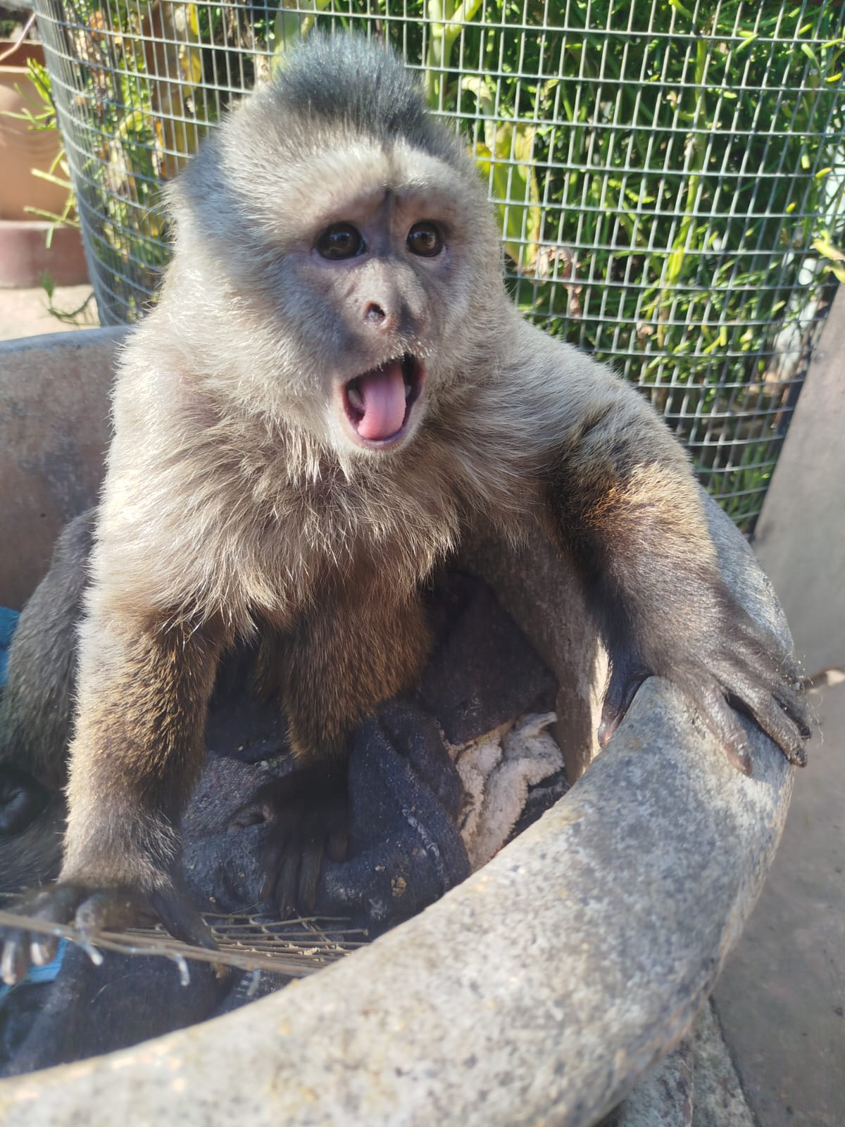 Behaviour Data Sheet