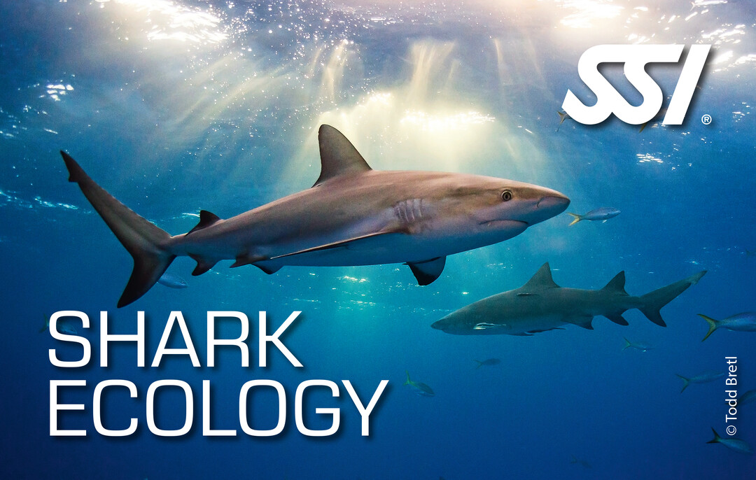 SSI Shark Ecology