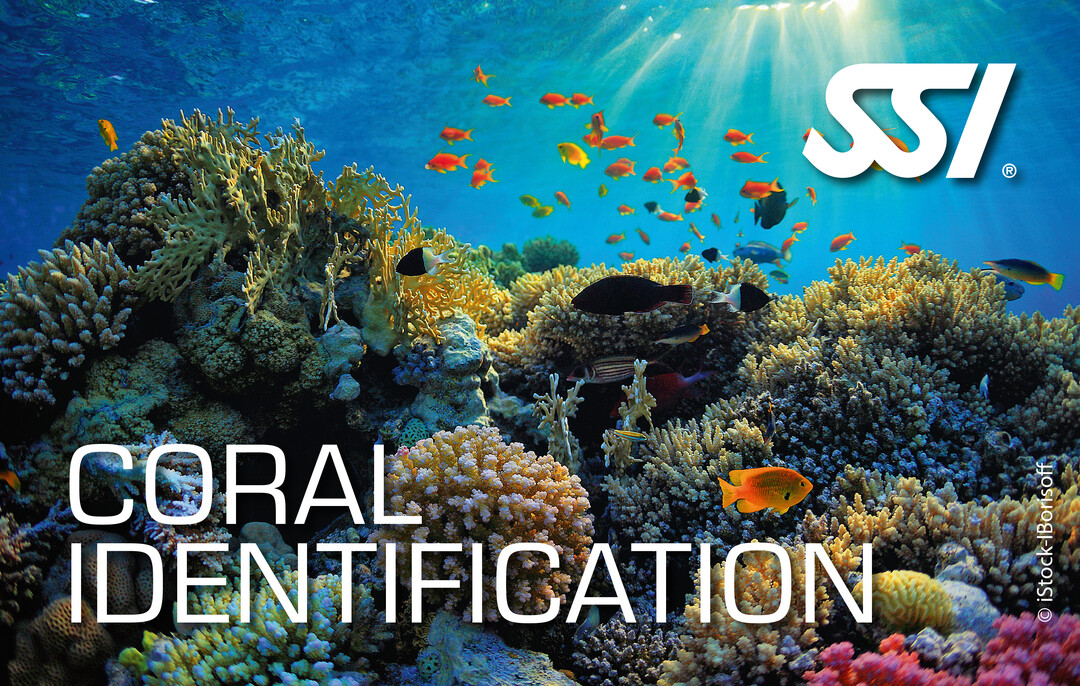 SSI Coral Identification