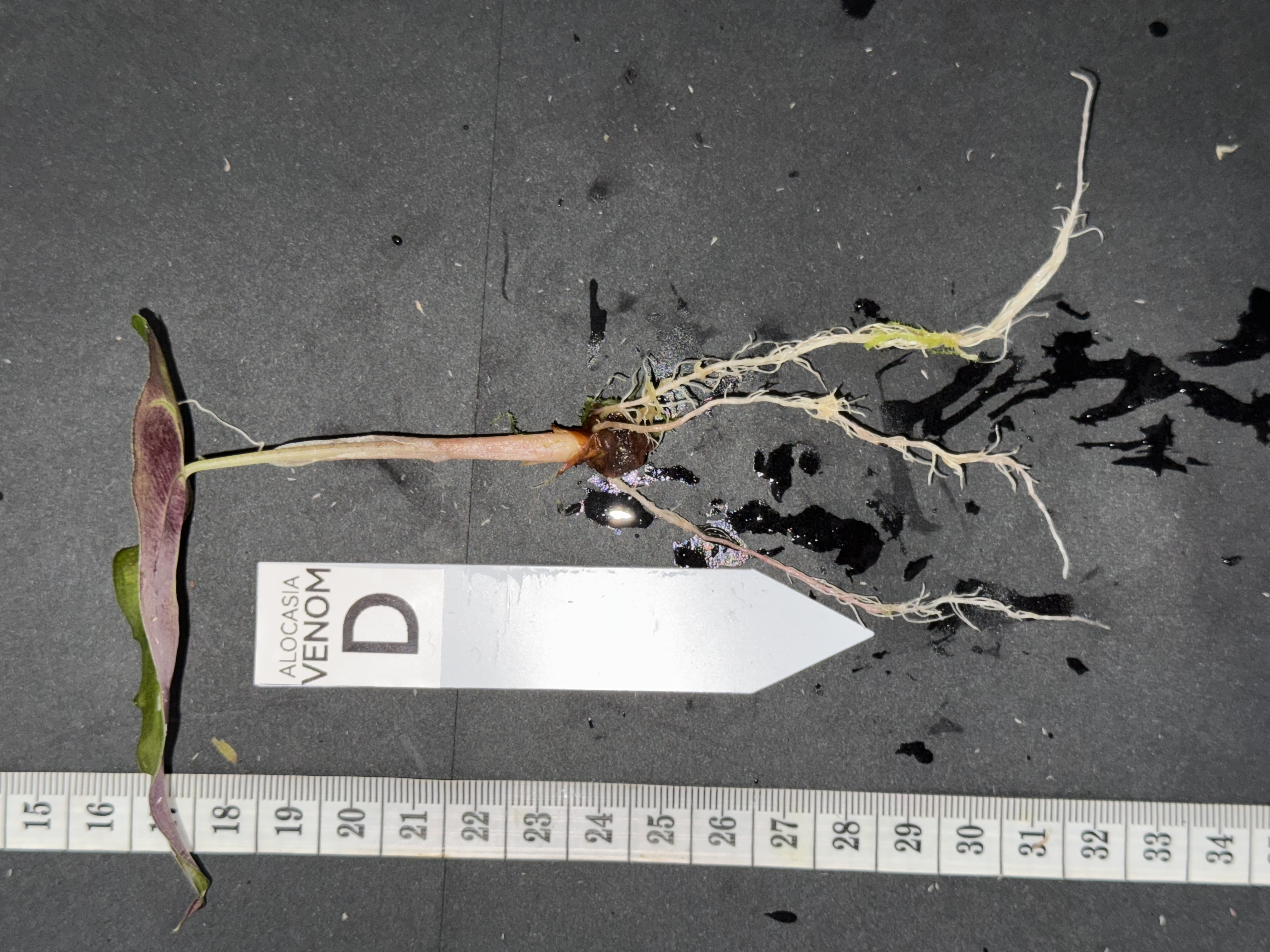 Alocasia ‘Venom’ [D]