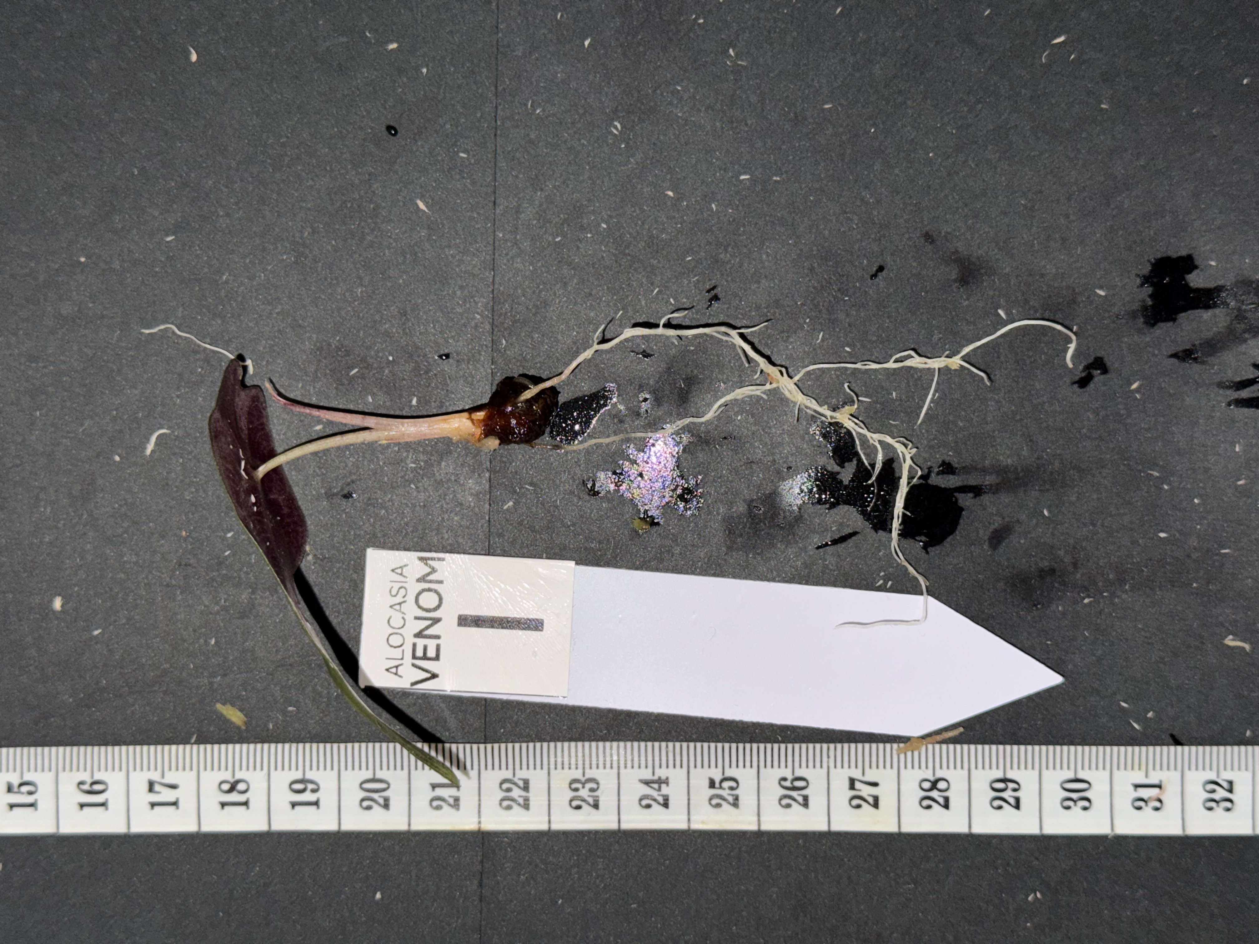 Alocasia Venom [I]