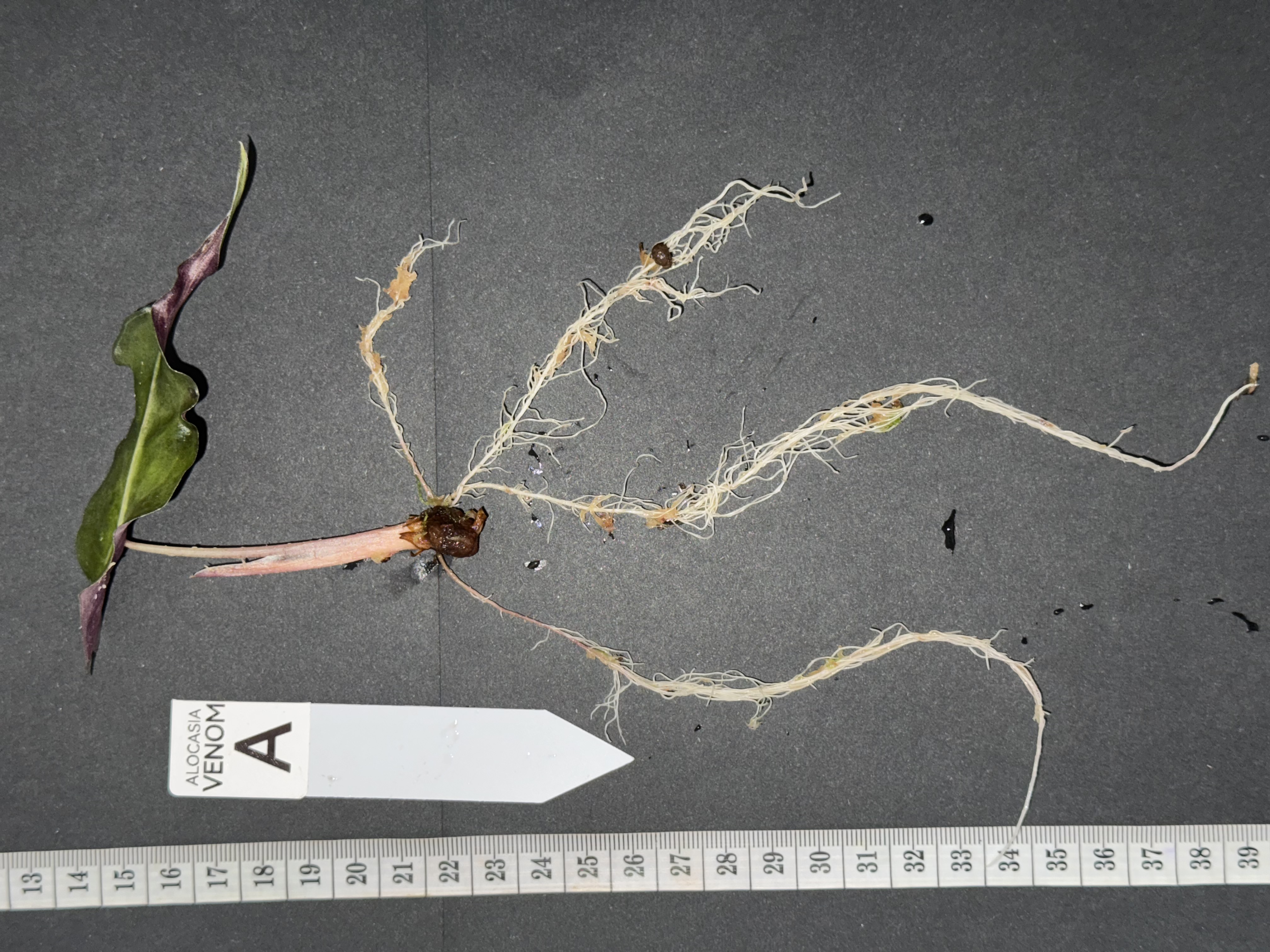 Alocasia 'Venom'  [A]