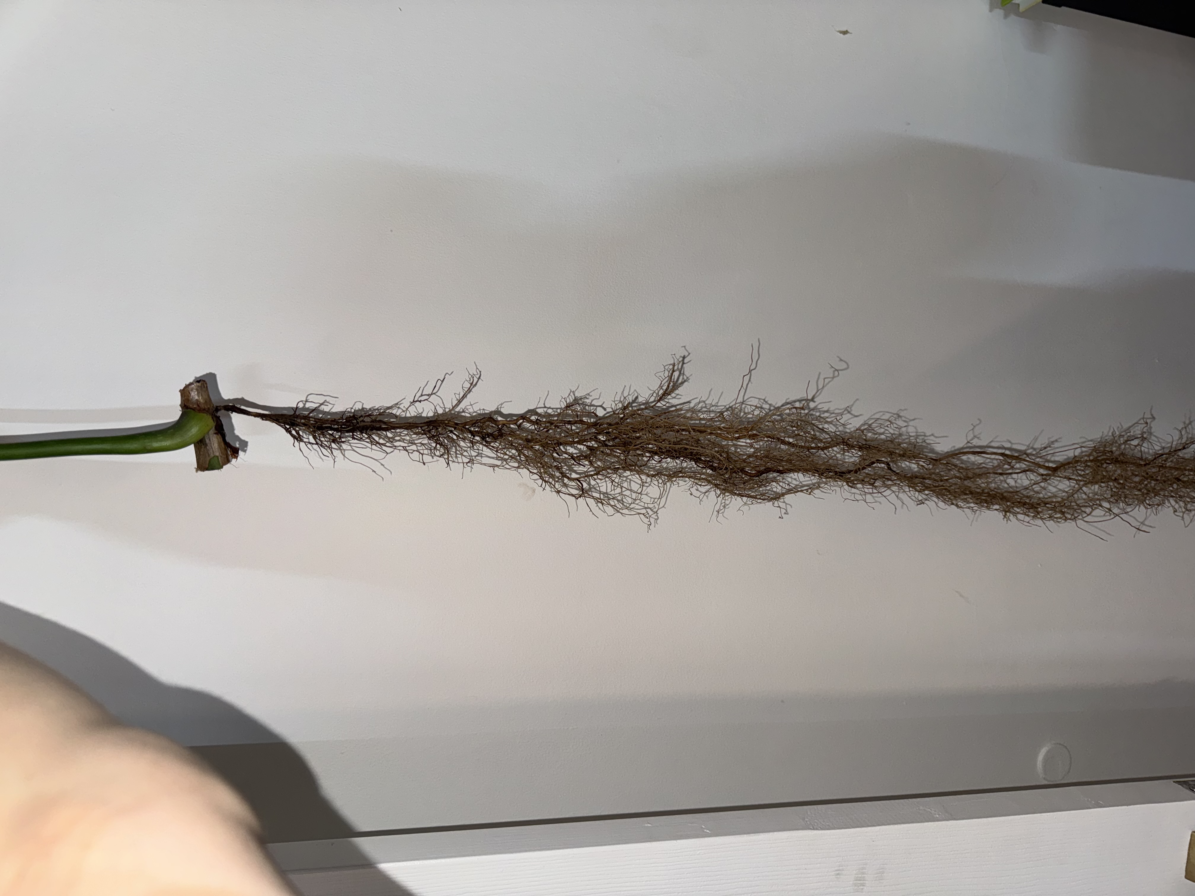 Philodendron Gloriosum ‘Zebra’ Dark [01]