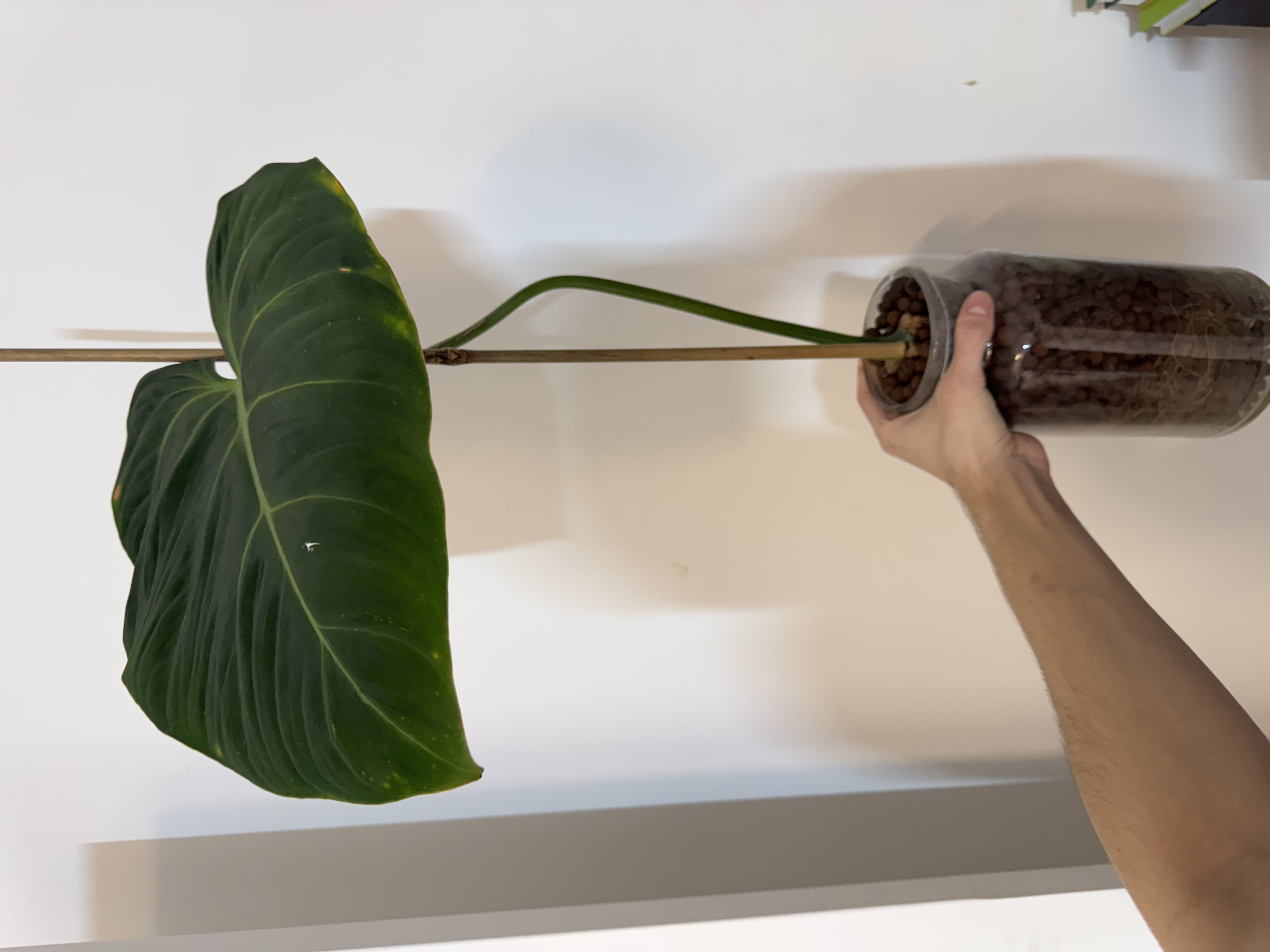 Philodendron Gloriosum ‘Zebra’ Dark [01]