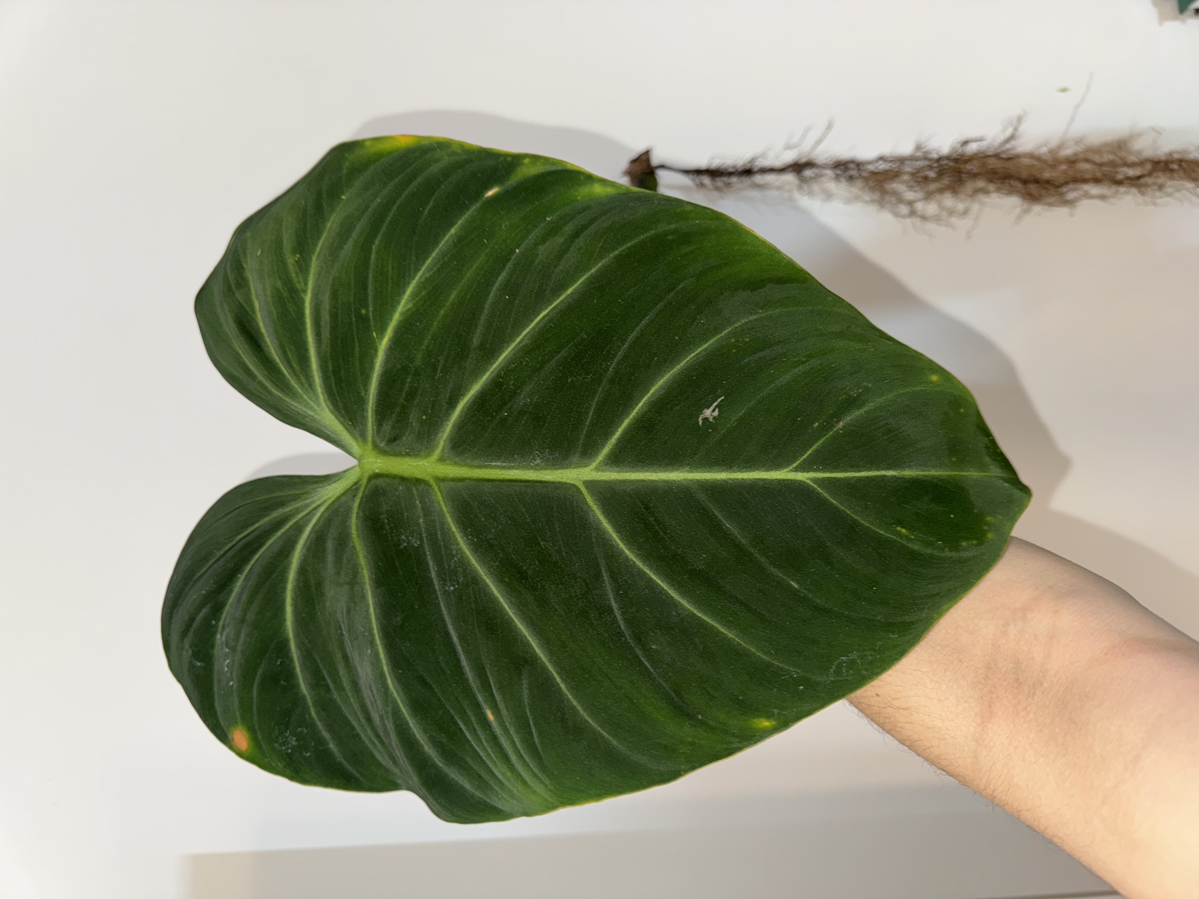 Philodendron Gloriosum ‘Zebra’ Dark [01]