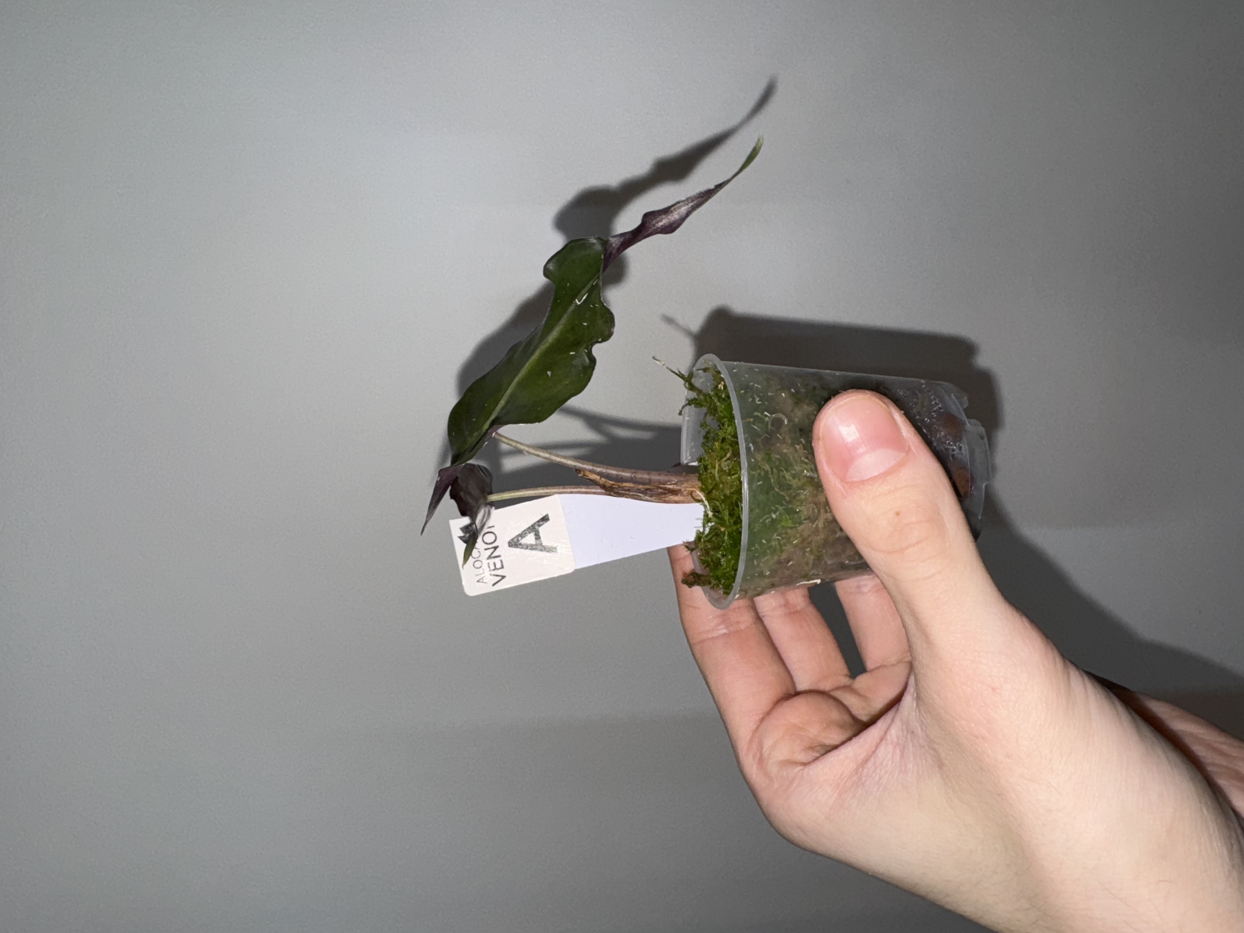 Alocasia 'Venom'  [A]