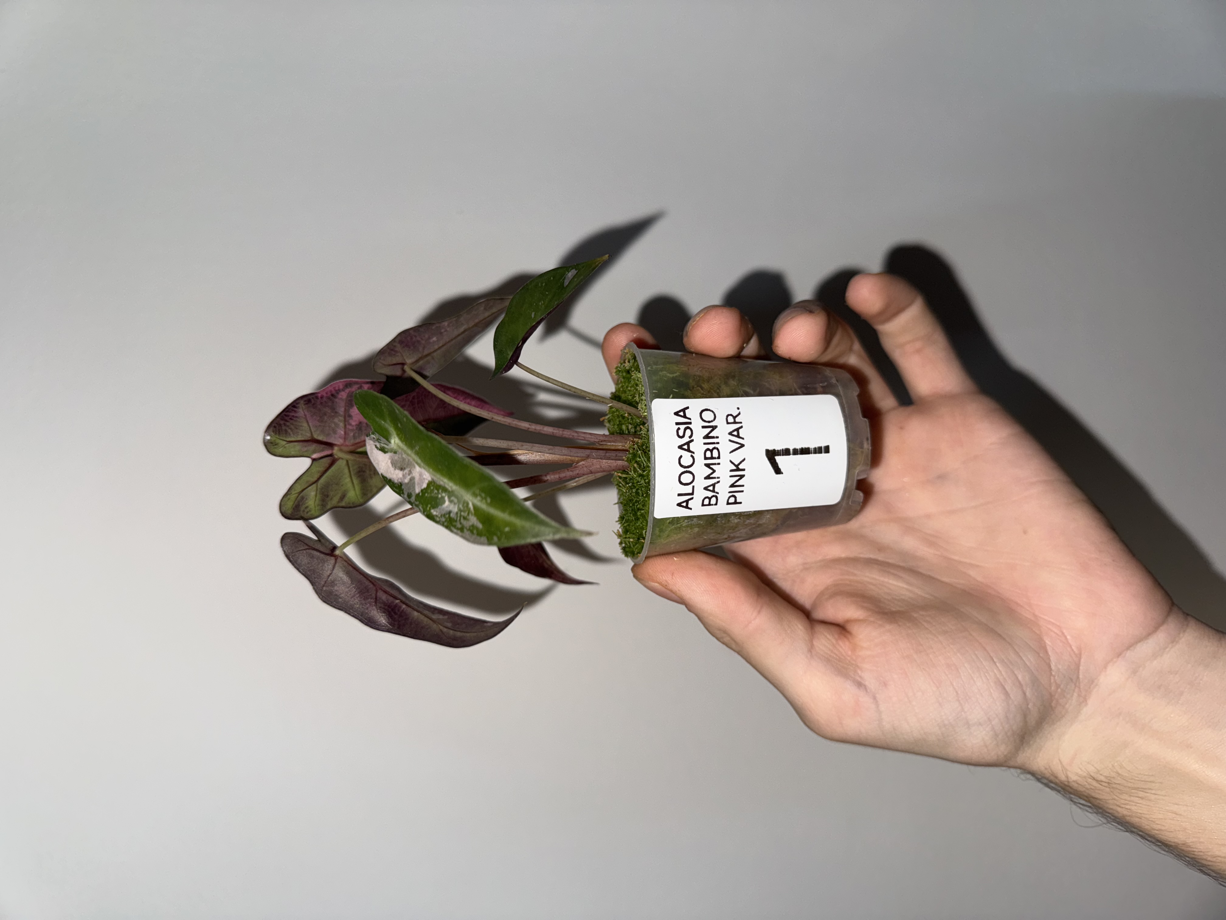 Alocasia Bambino Pink Variegated [1]