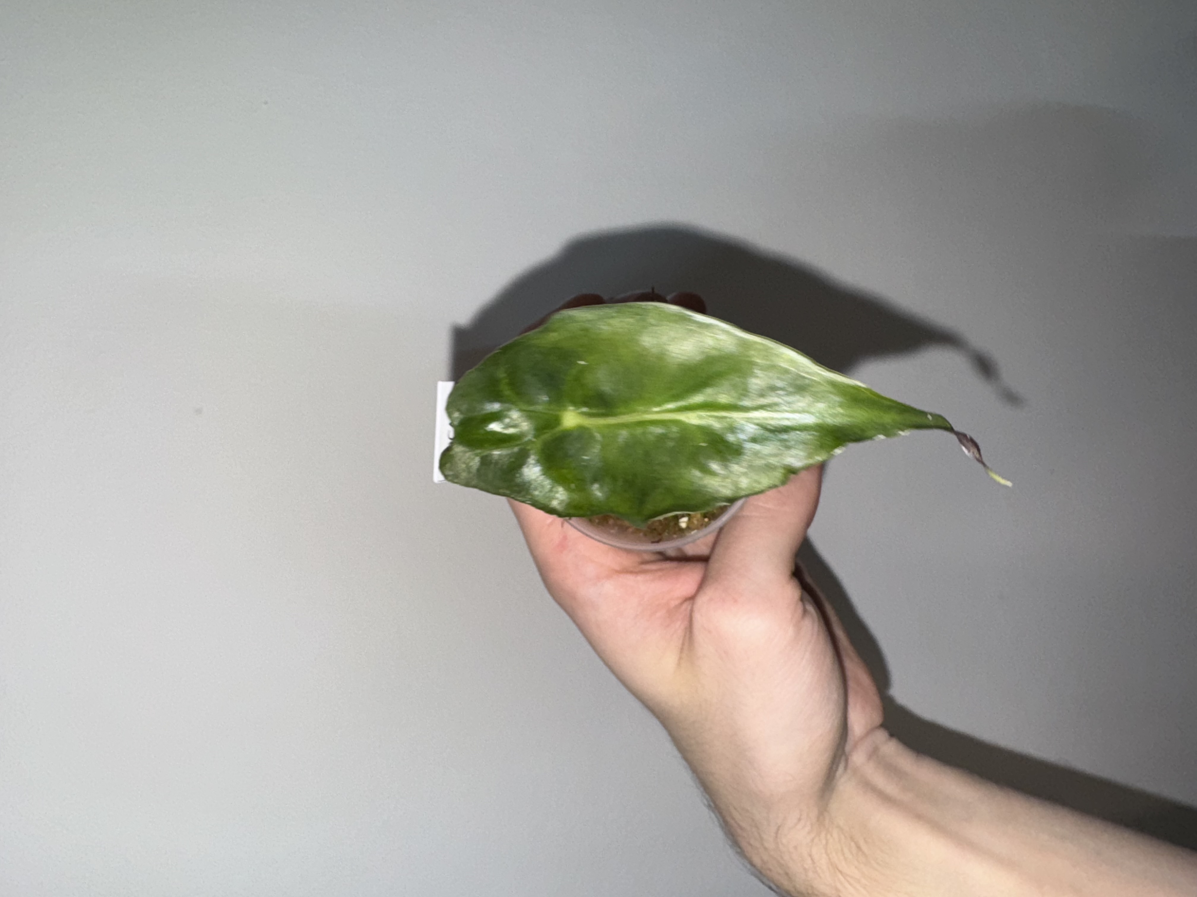 Alocasia ‘Venom’ [D]