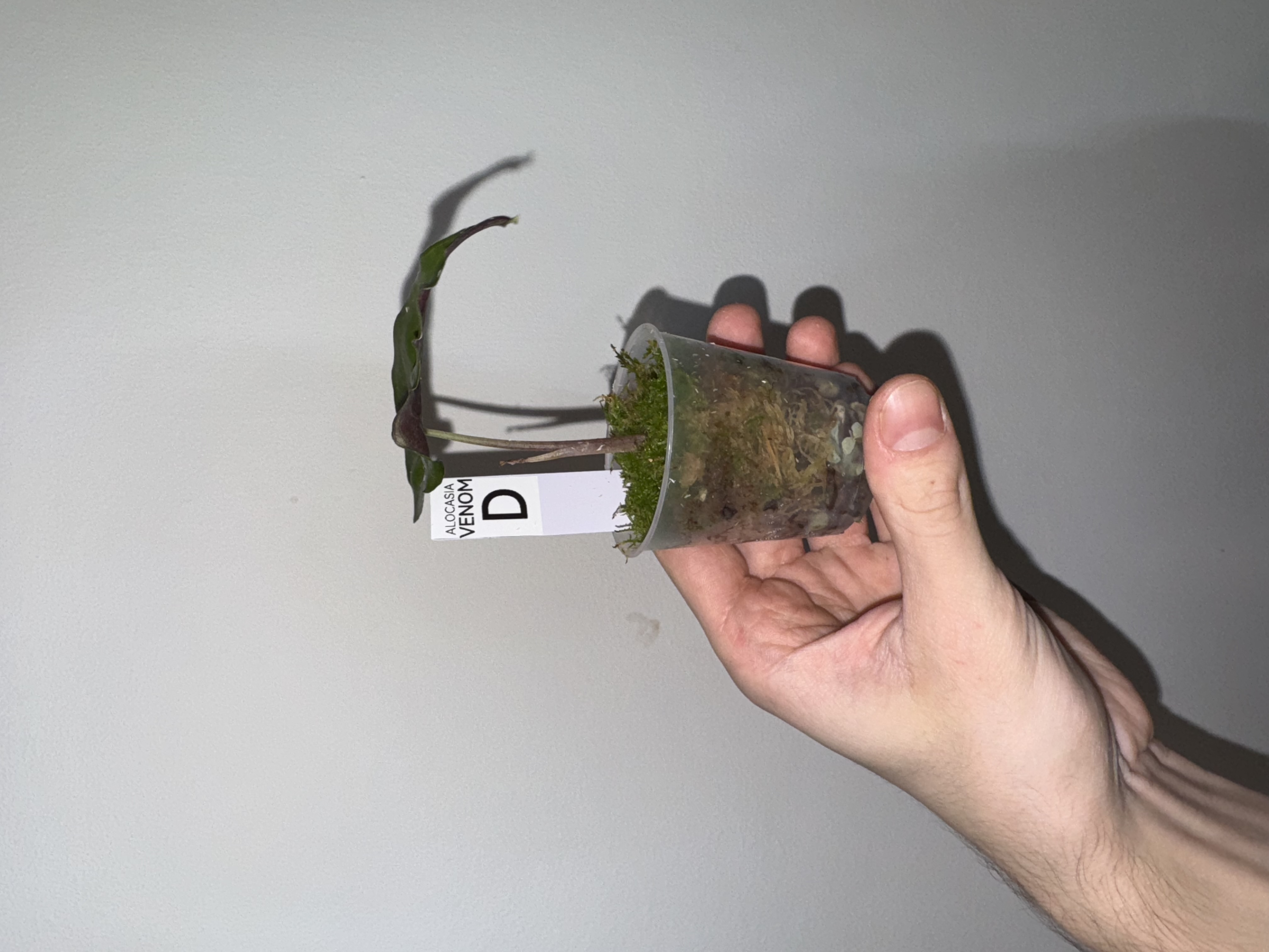 Alocasia ‘Venom’ [D]