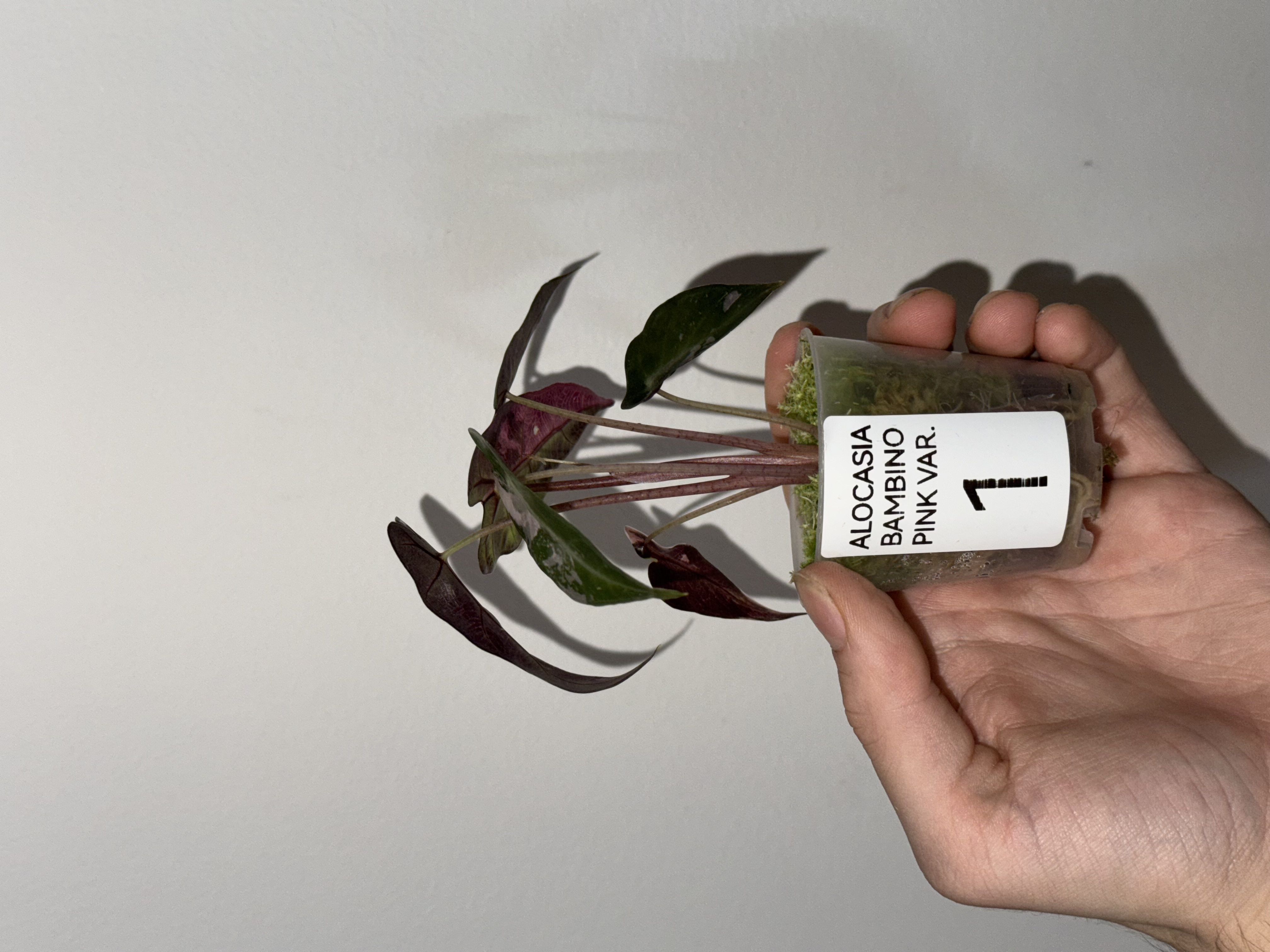 Alocasia Bambino Pink Variegated [1]