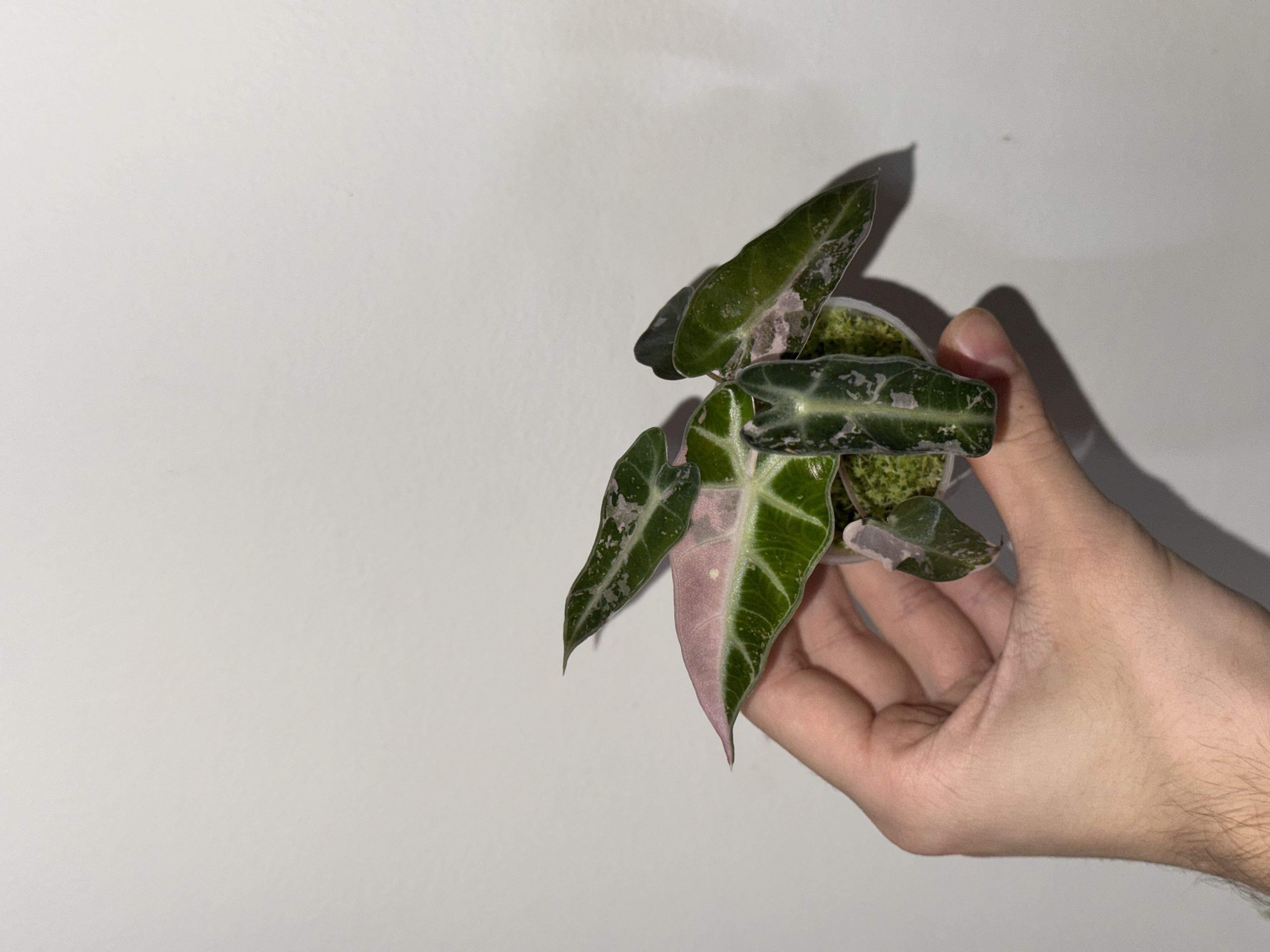 Alocasia Bambino Pink Variegated [1]