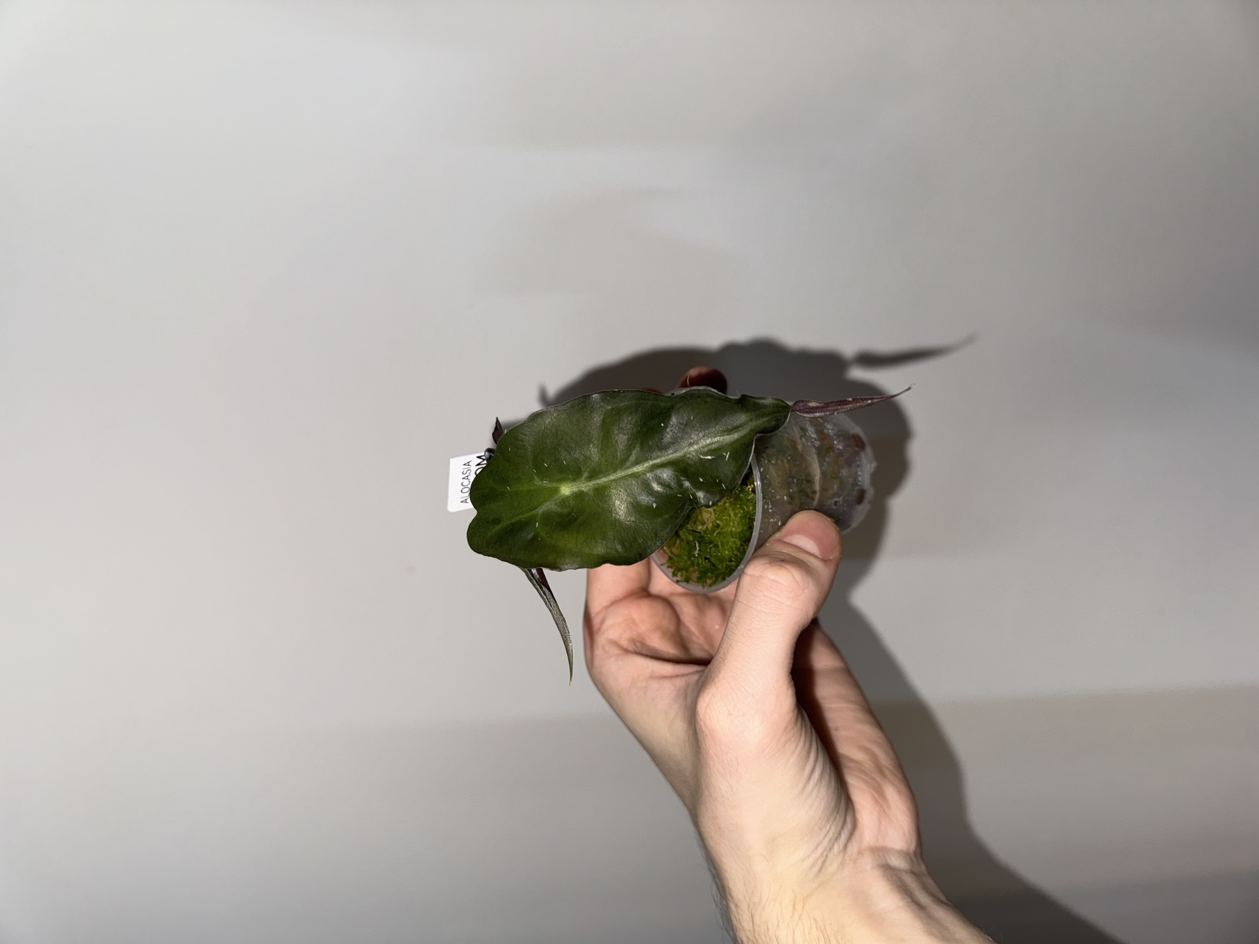 Alocasia 'Venom'  [A]