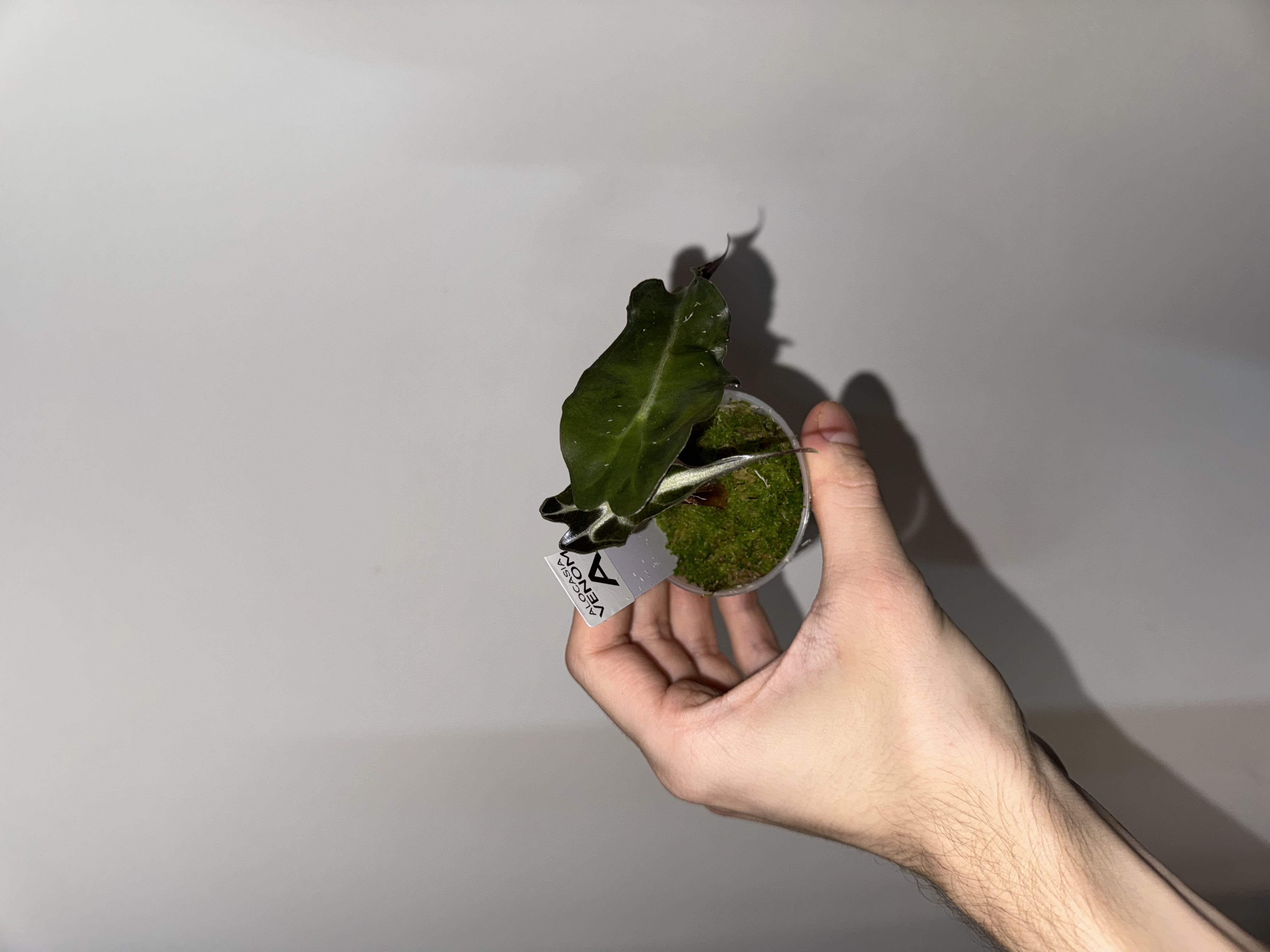 Alocasia 'Venom'  [A]