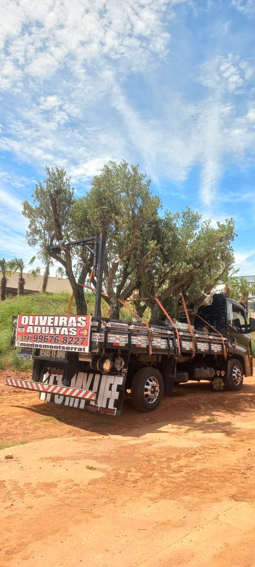 Oliveira adulta