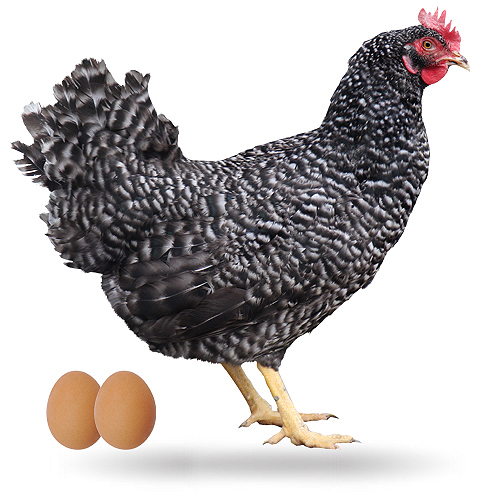 Gallina Plymouth Rock (negra nevada )