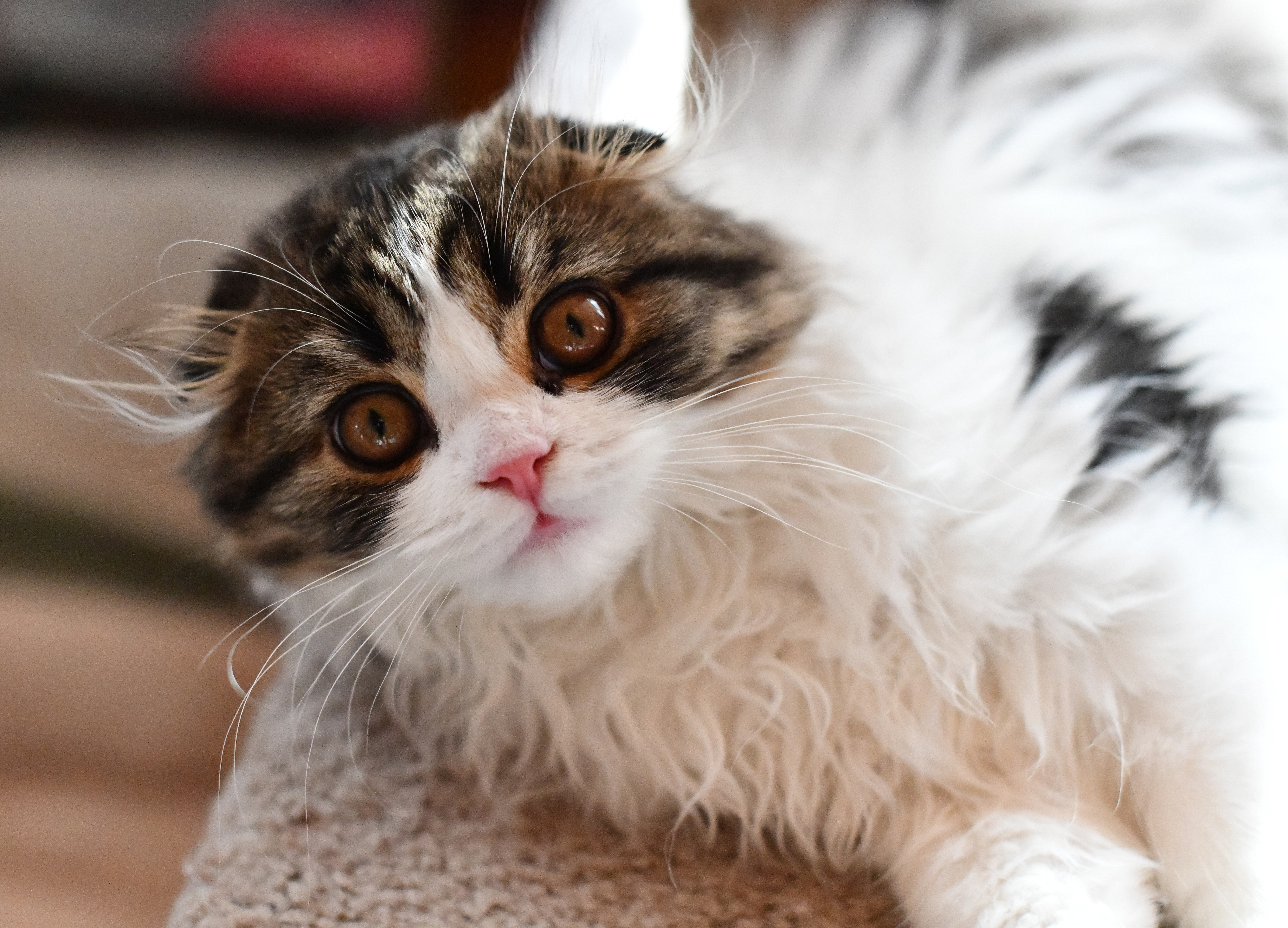 Meet Aramis. Show quality Scottish Fold Long Hair. Male, DOB 6/6/2025