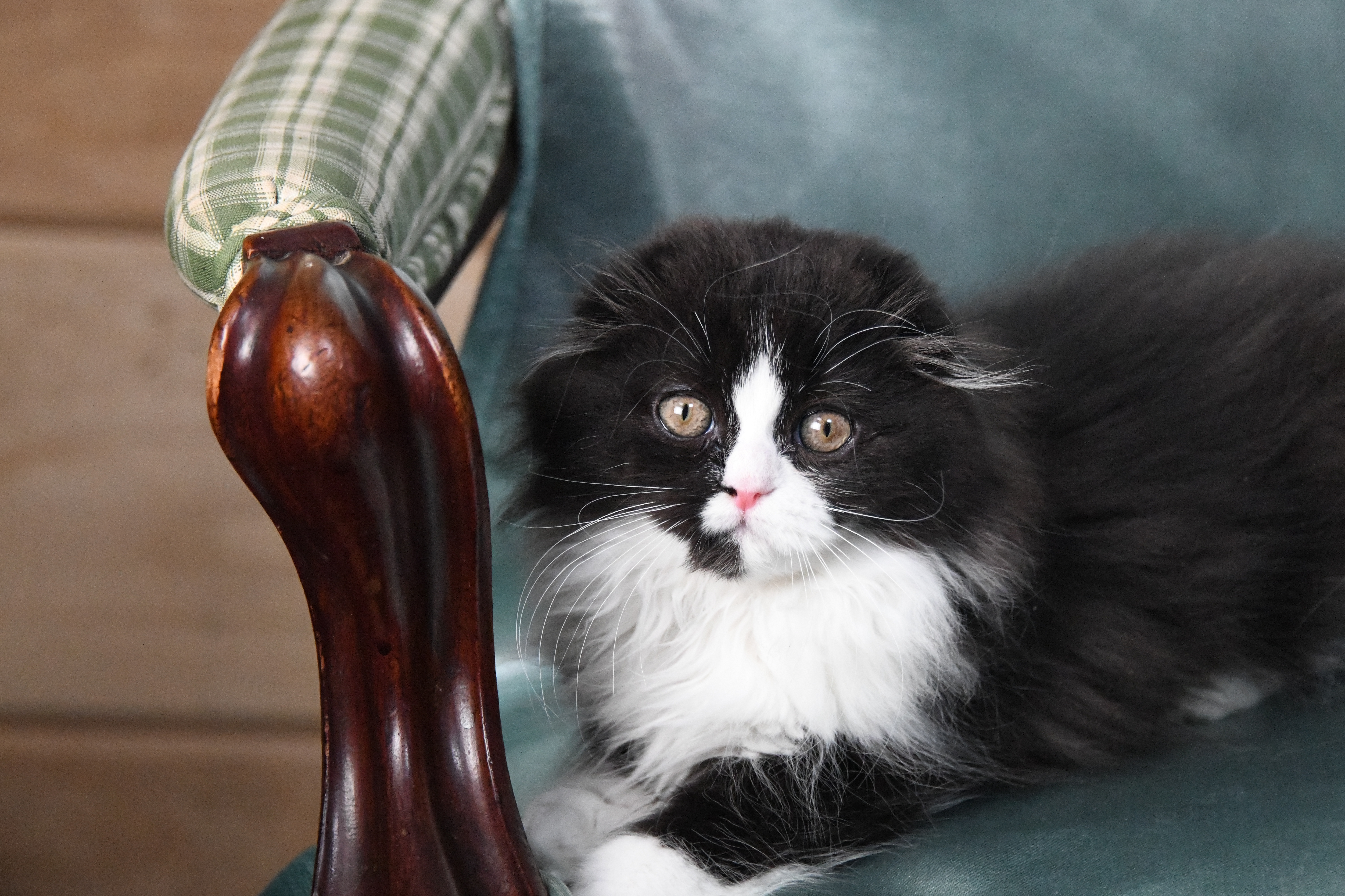 Meet Bourbon. Scottish Fold Long Hair Male. DOB: 8/16/2025