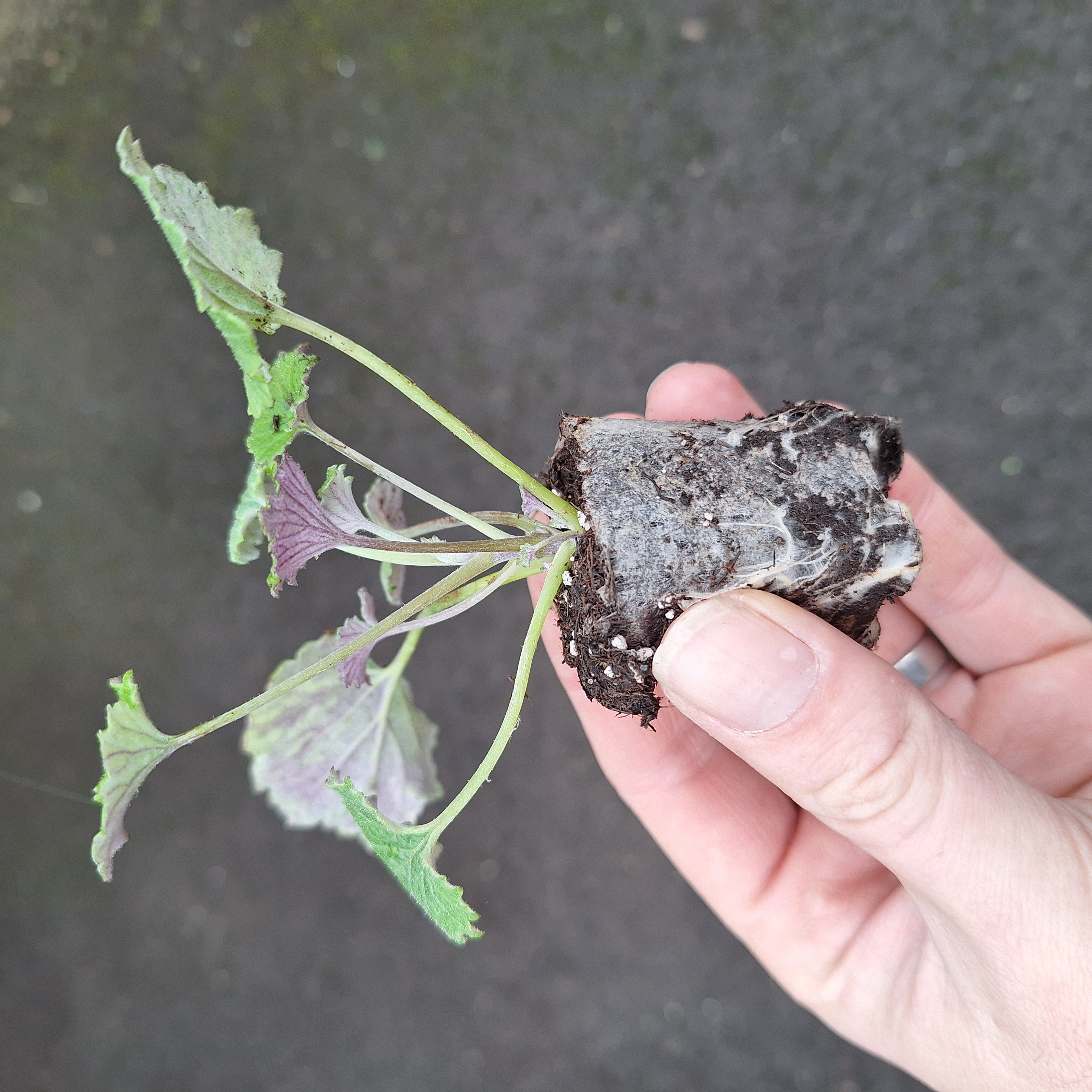 SENECIO SENETTI(R) WHITE