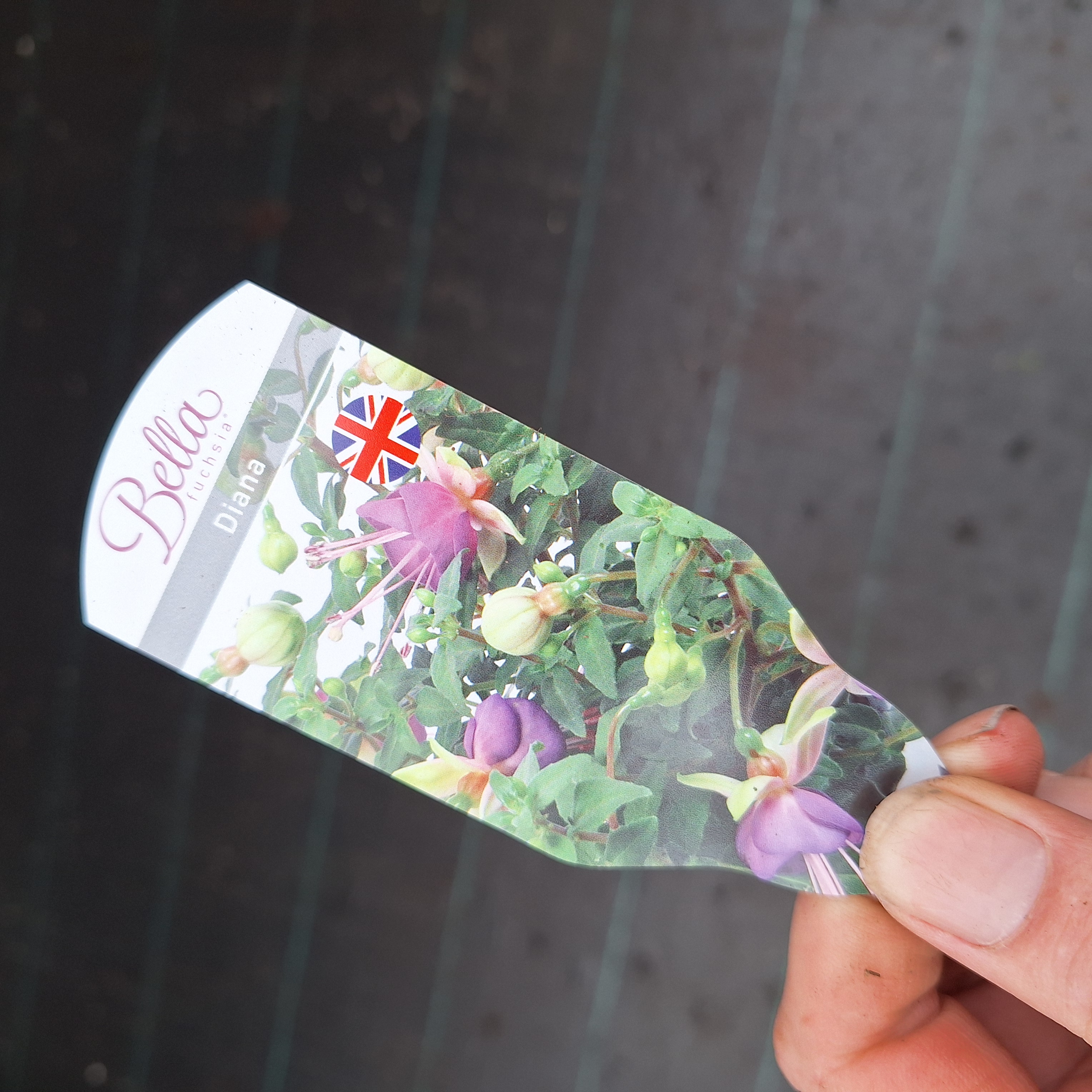 FUCHSIA BELLA(R) DIANA (B)