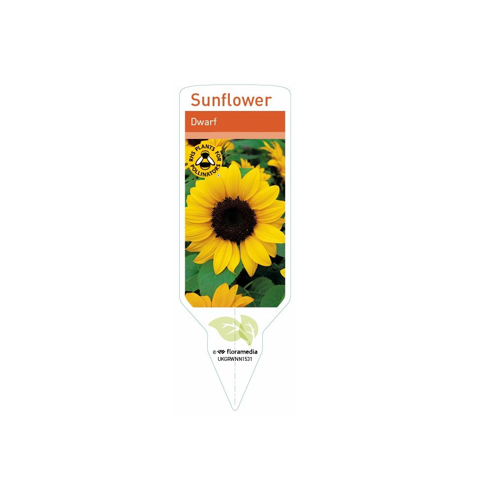 Sunflower Dwarf Sunspot