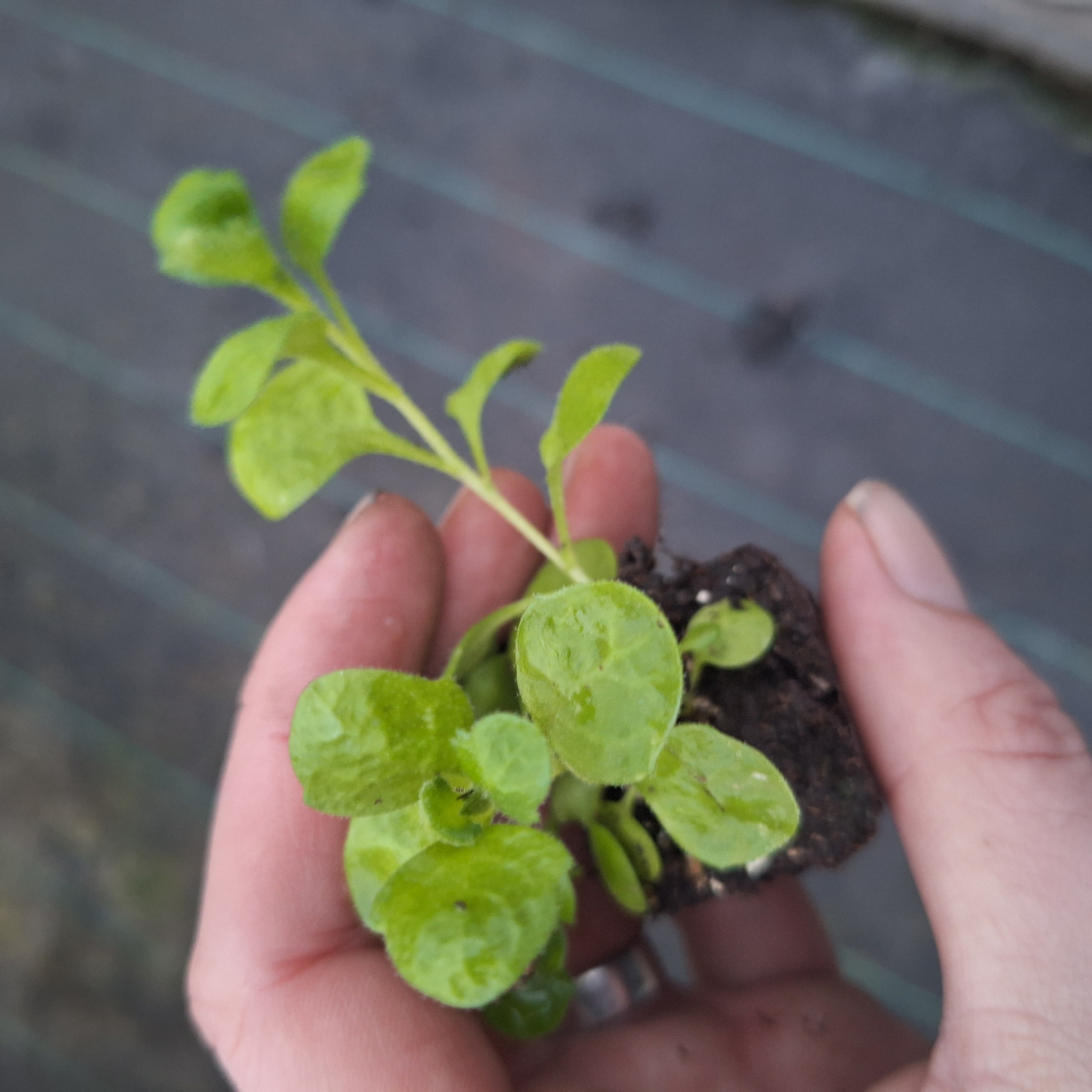 Aubrieta Audrey F1 Red Shades