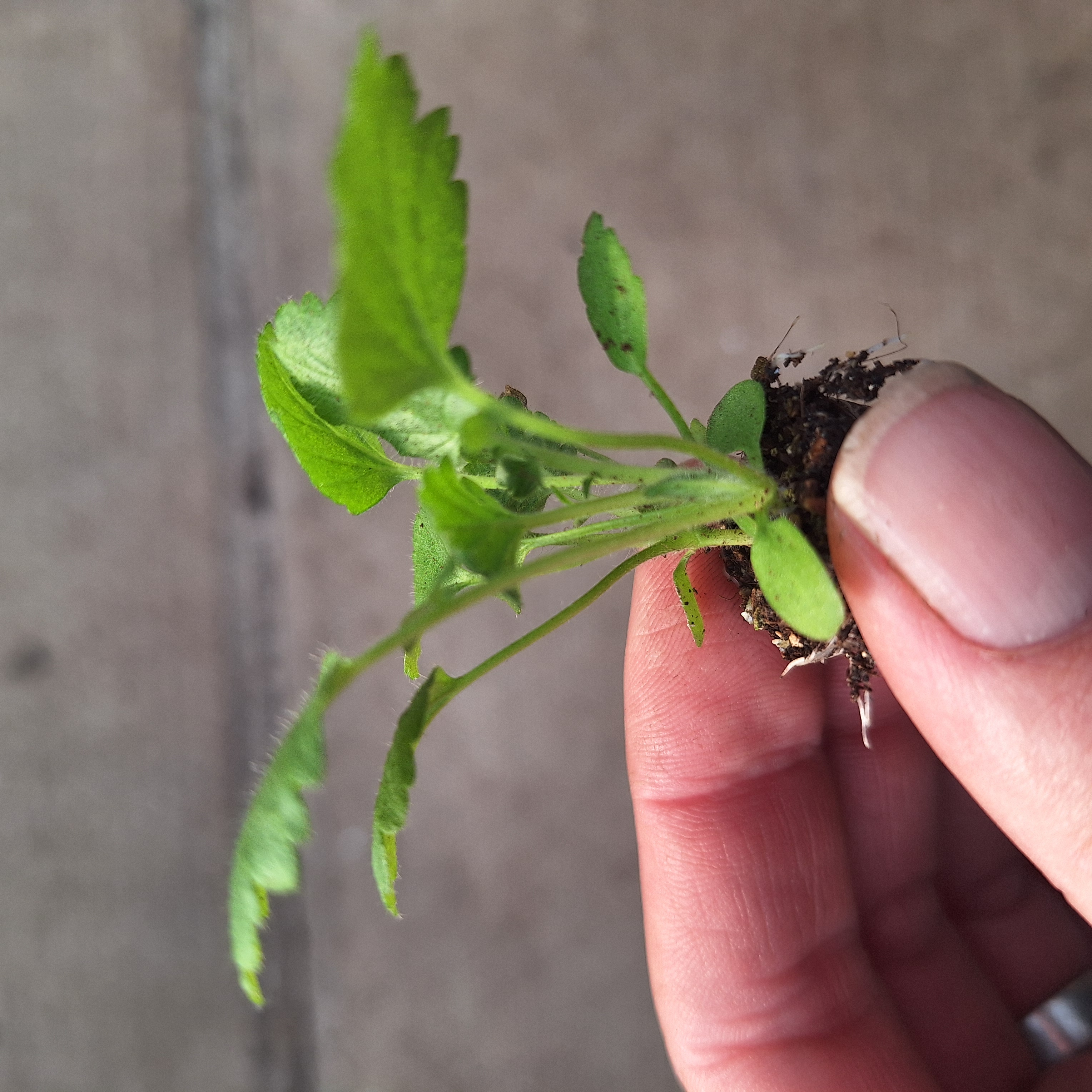 Geum – Mrs Bradshaw