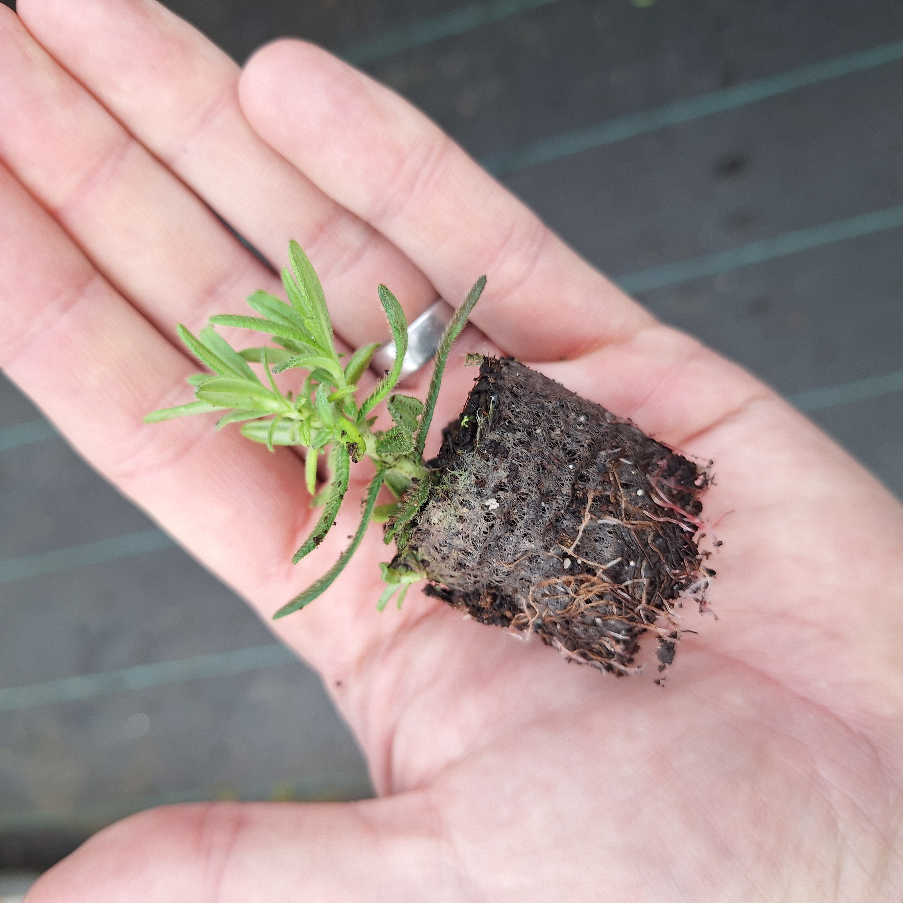 LITHODORA HEAVENLY BLUE
