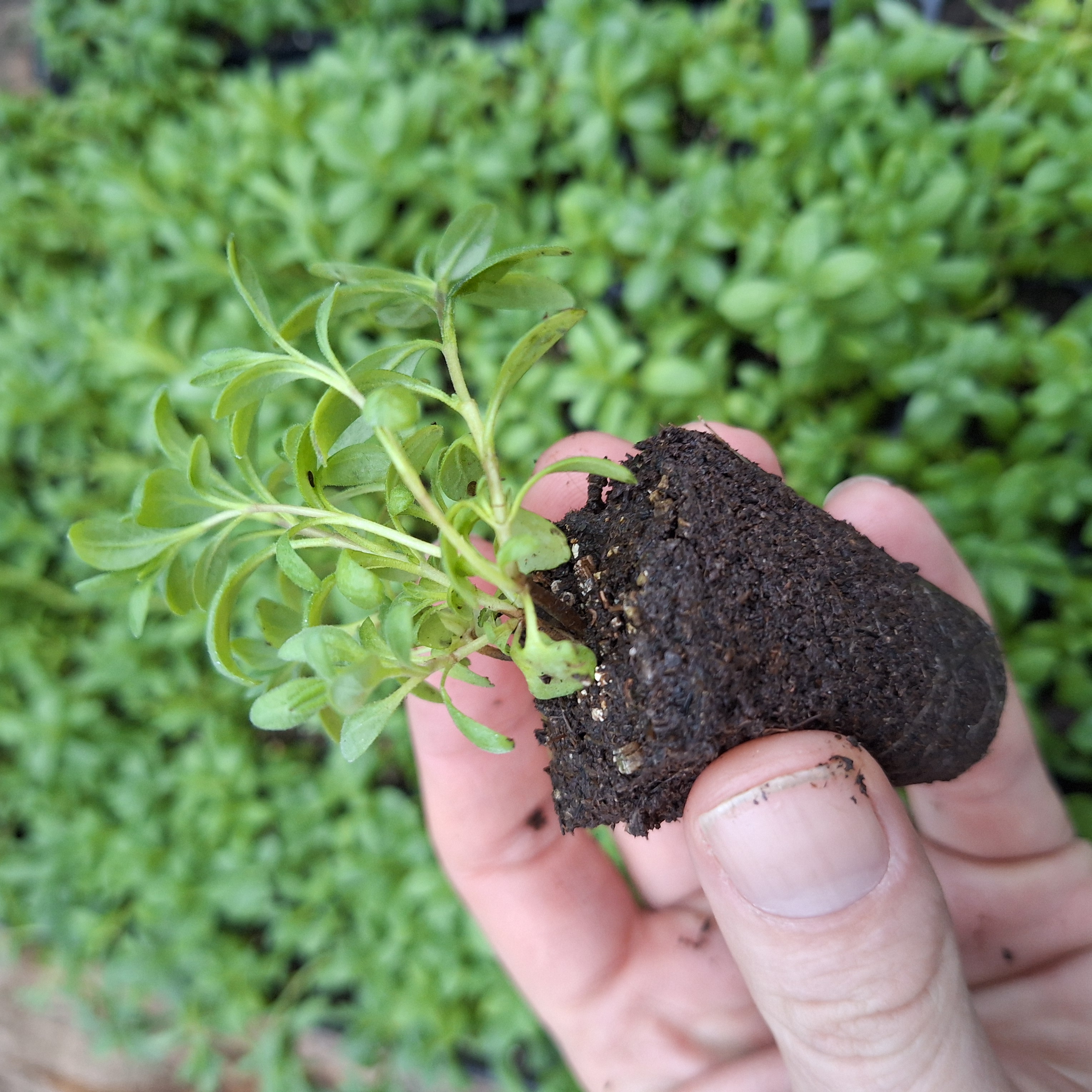 LAVANDULA MUNSTEAD (Seed Raised) 