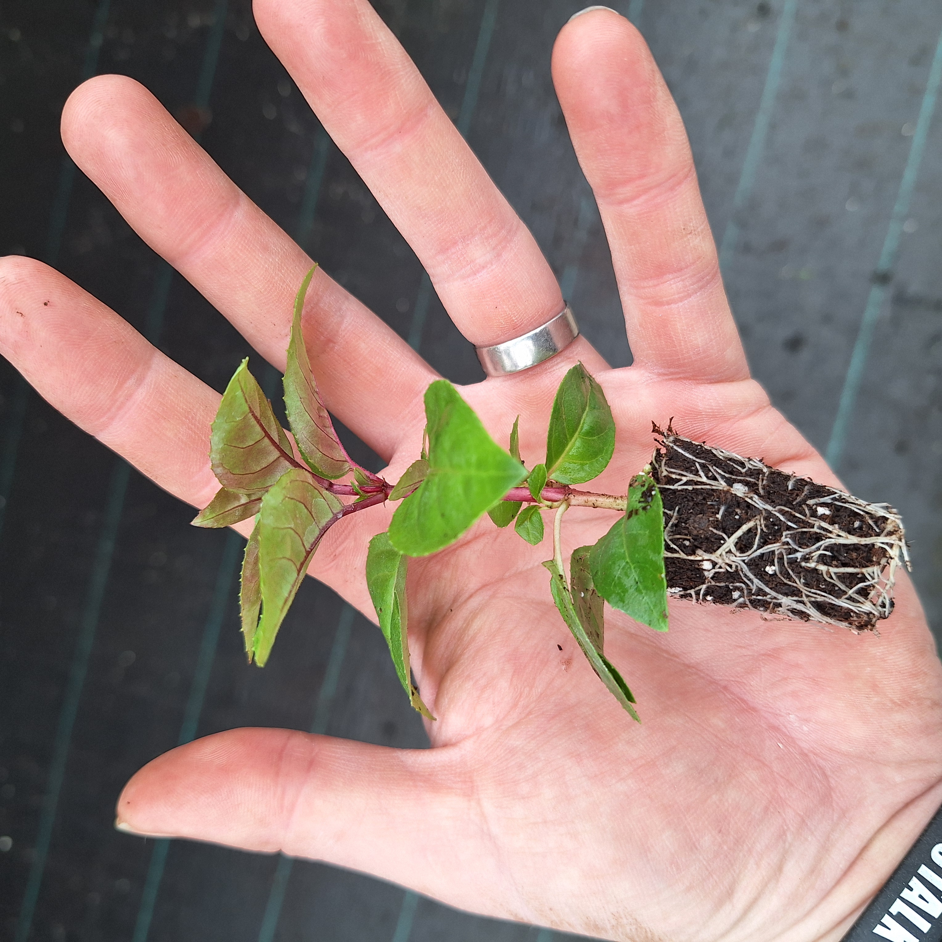 FUCHSIA BELLA(R) MARIA (T)