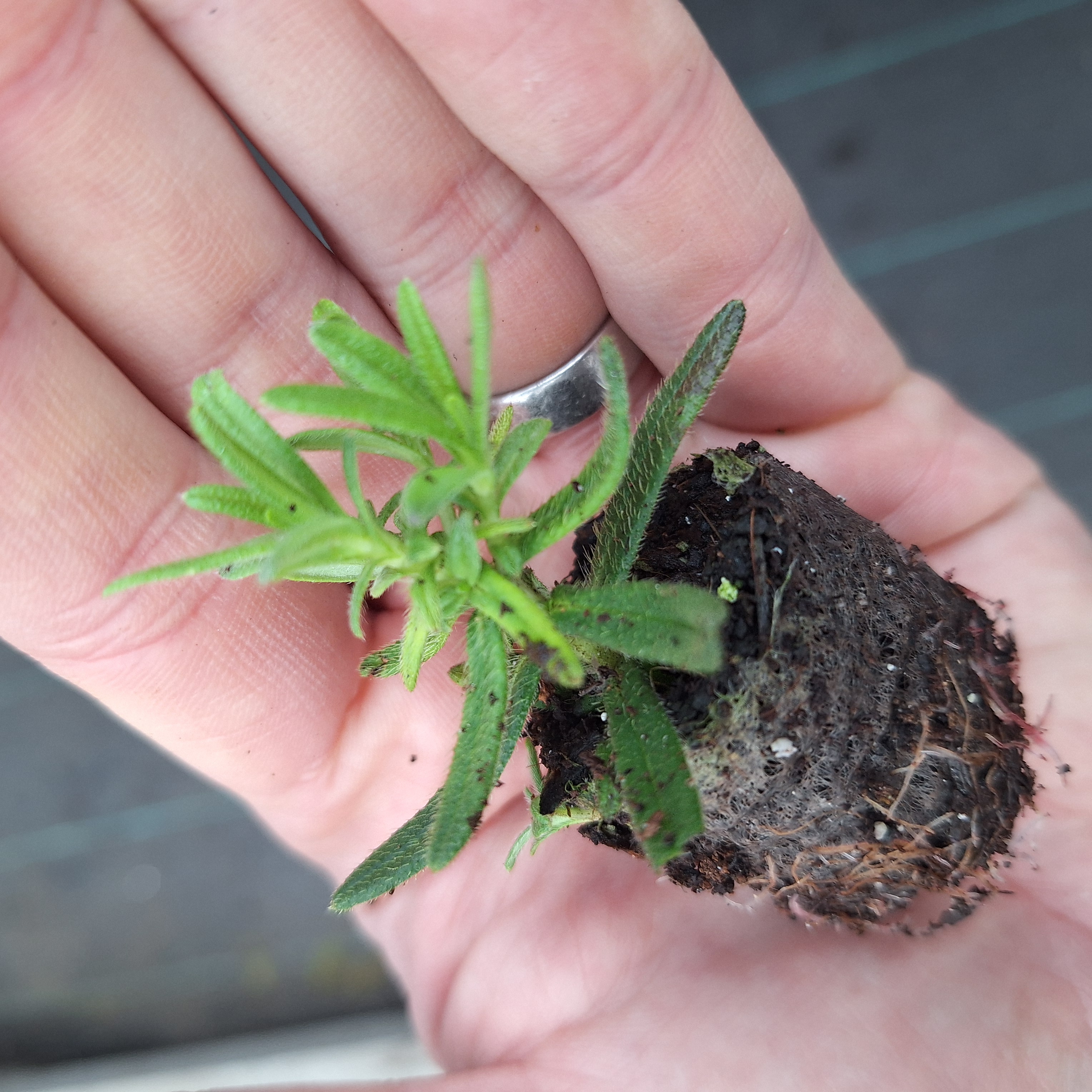 LITHODORA HEAVENLY BLUE