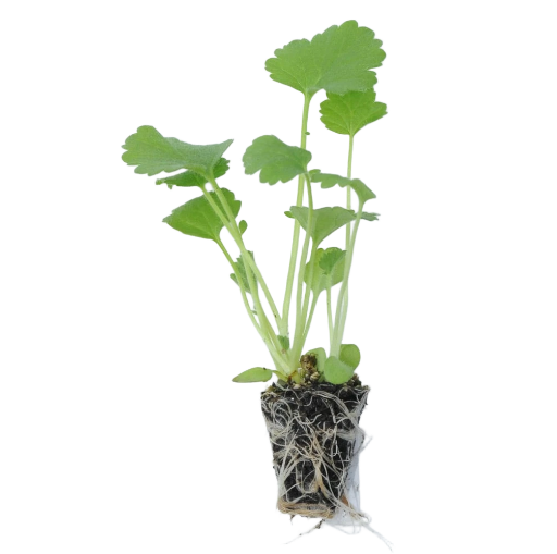 Geum – Mrs Bradshaw