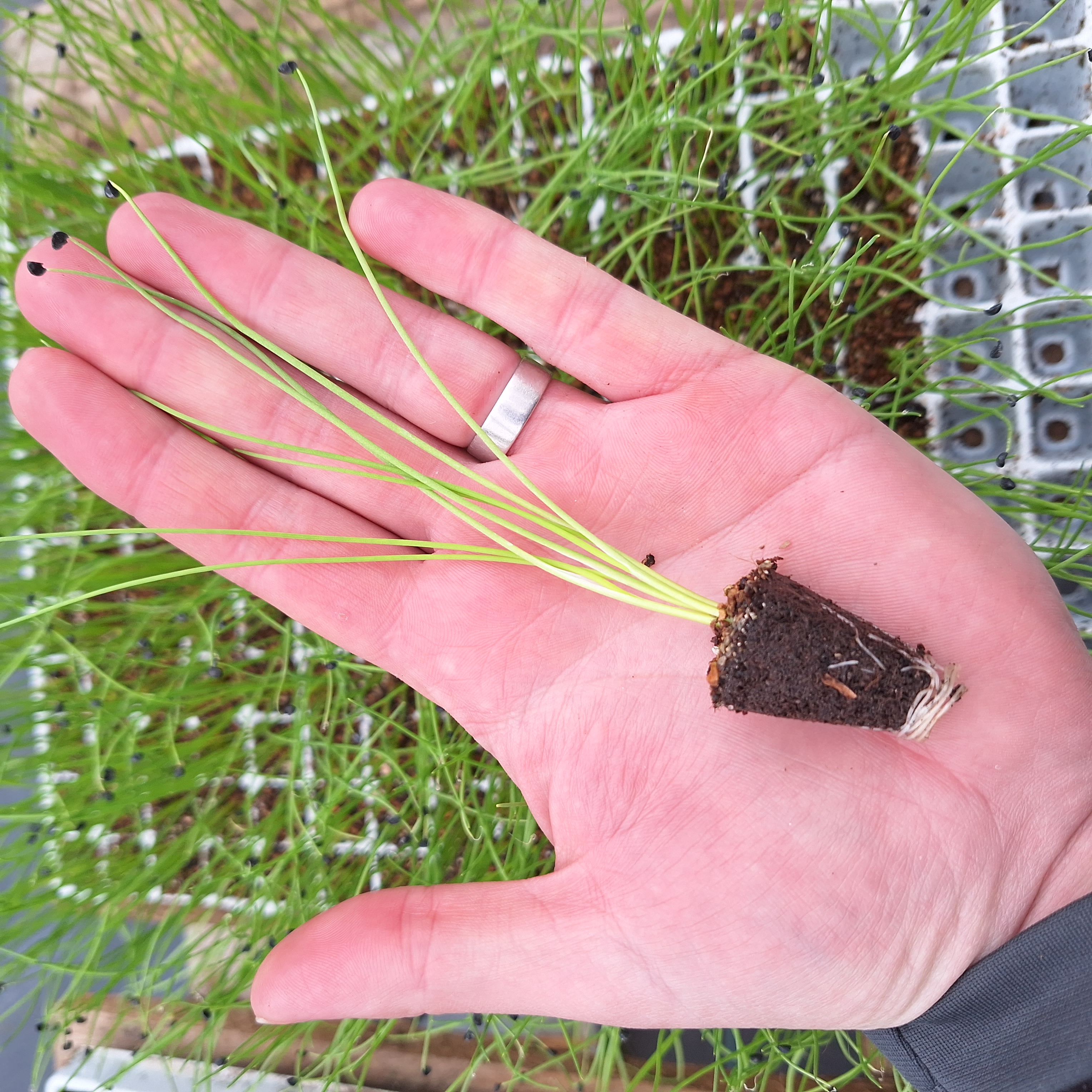 Onion – Ailsa Craig