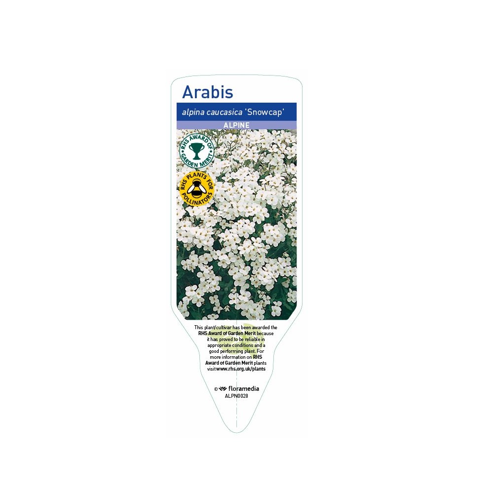 Arabis Snowcap