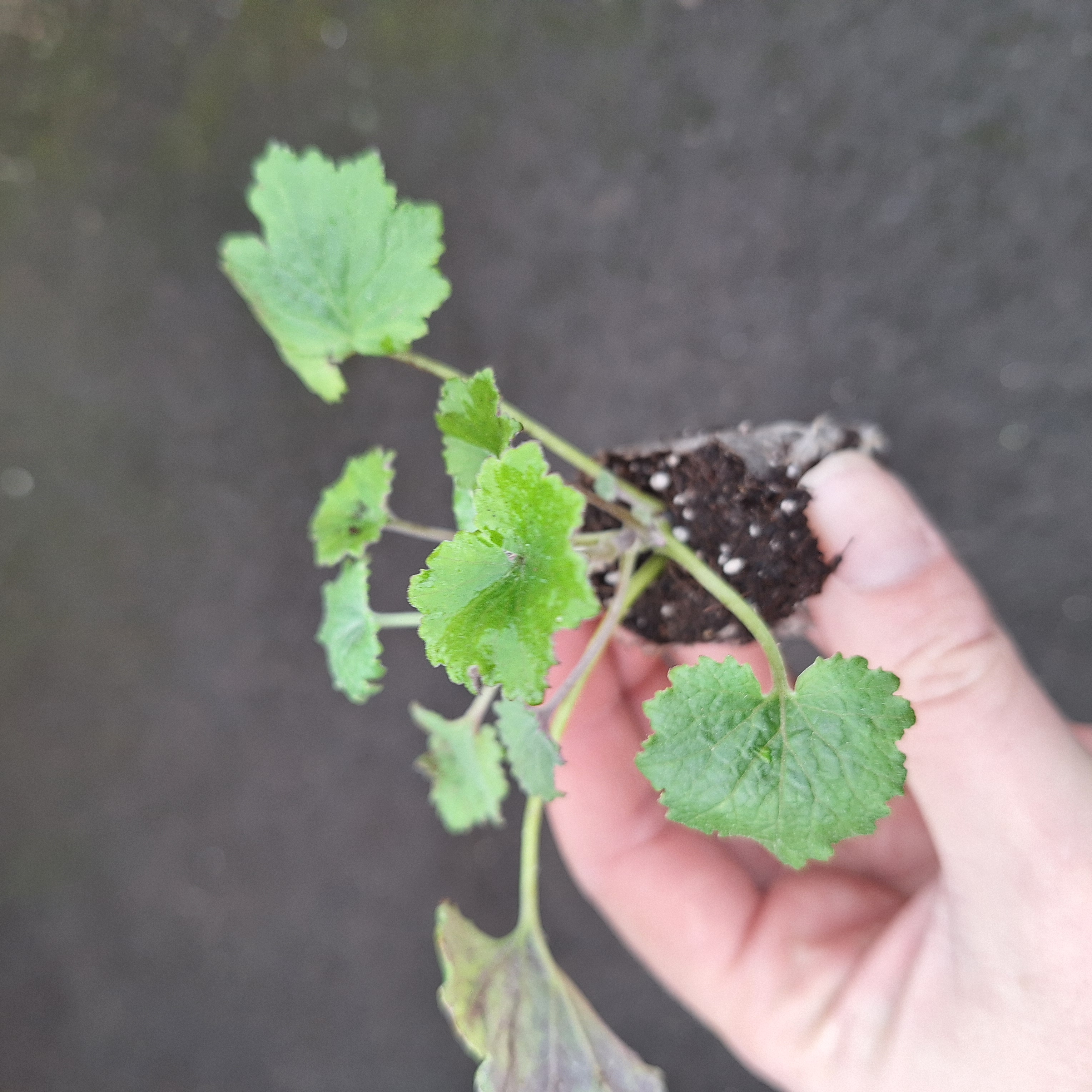 SENECIO SENETTI(R) WHITE