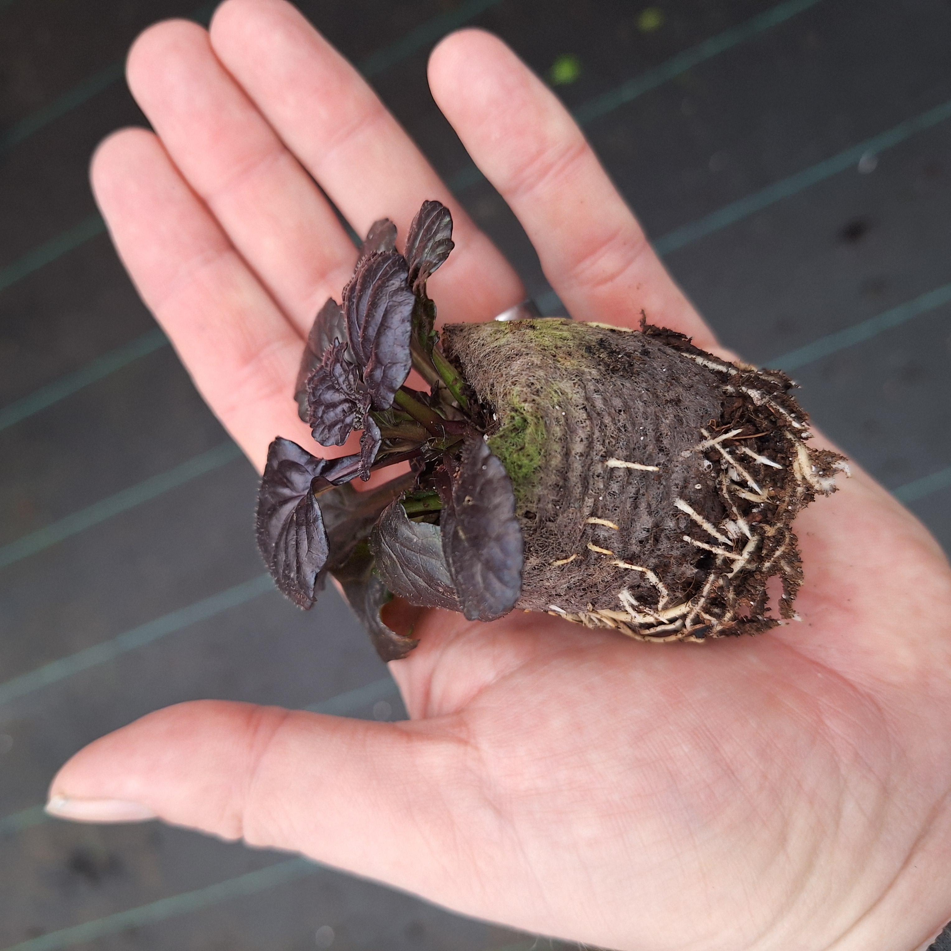 AJUGA REPTANS BLACK SCALLOP