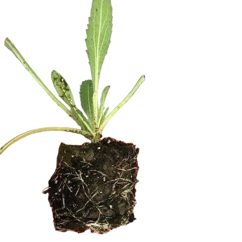 Gaillardia Aristata Bicolour Goblin