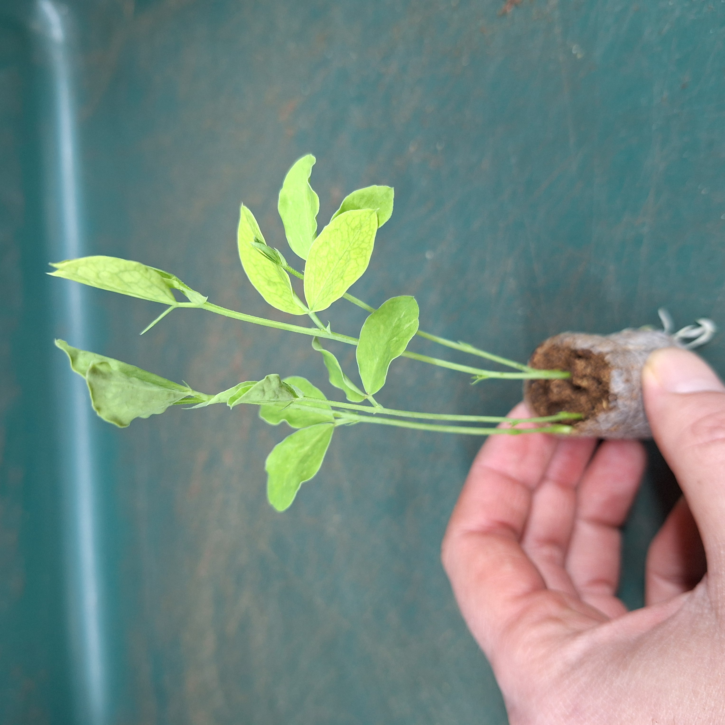 Sweet Pea Mammoth Mix